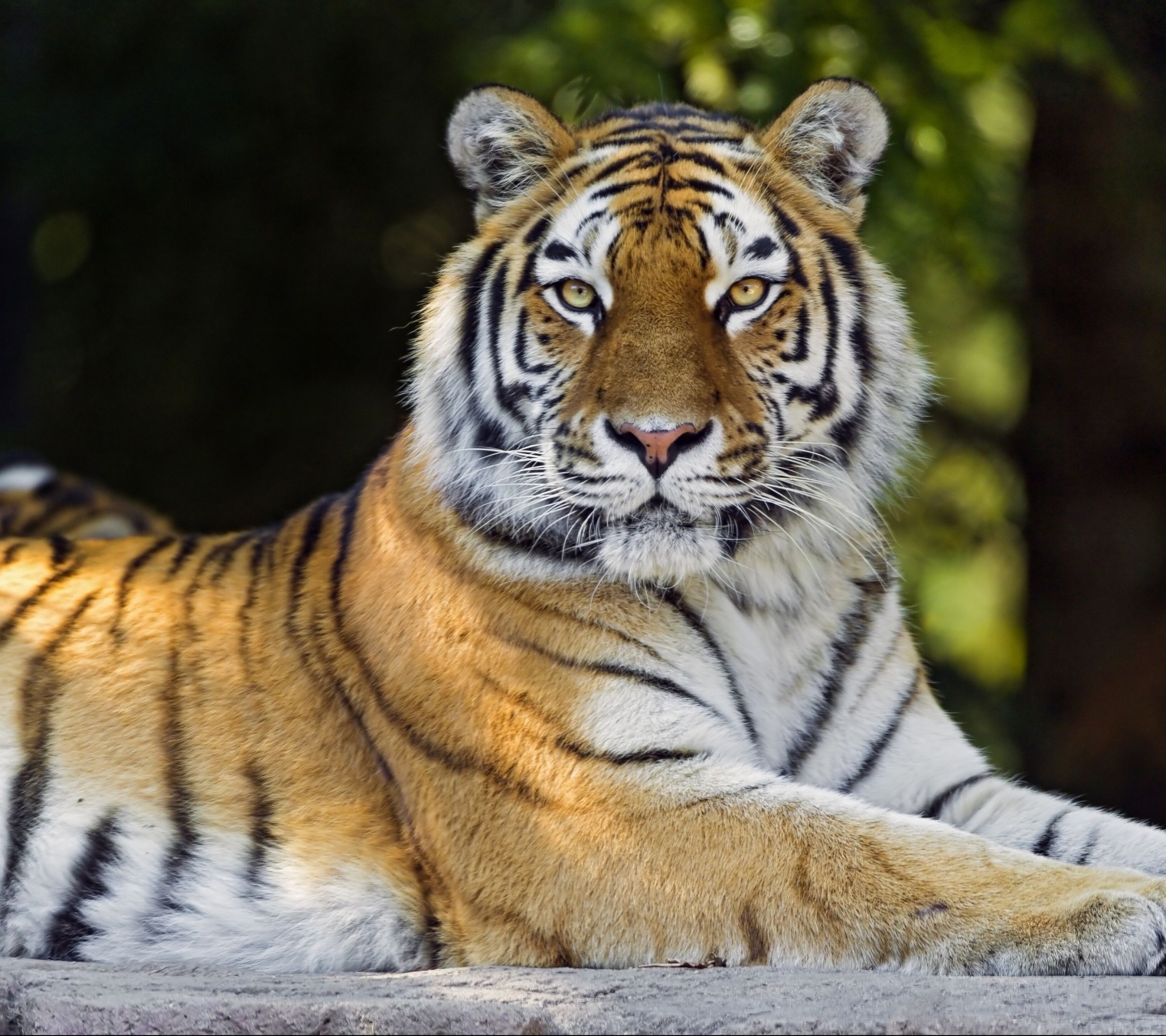 Téléchargez des papiers peints mobile Animaux, Chats, Tigre gratuitement.