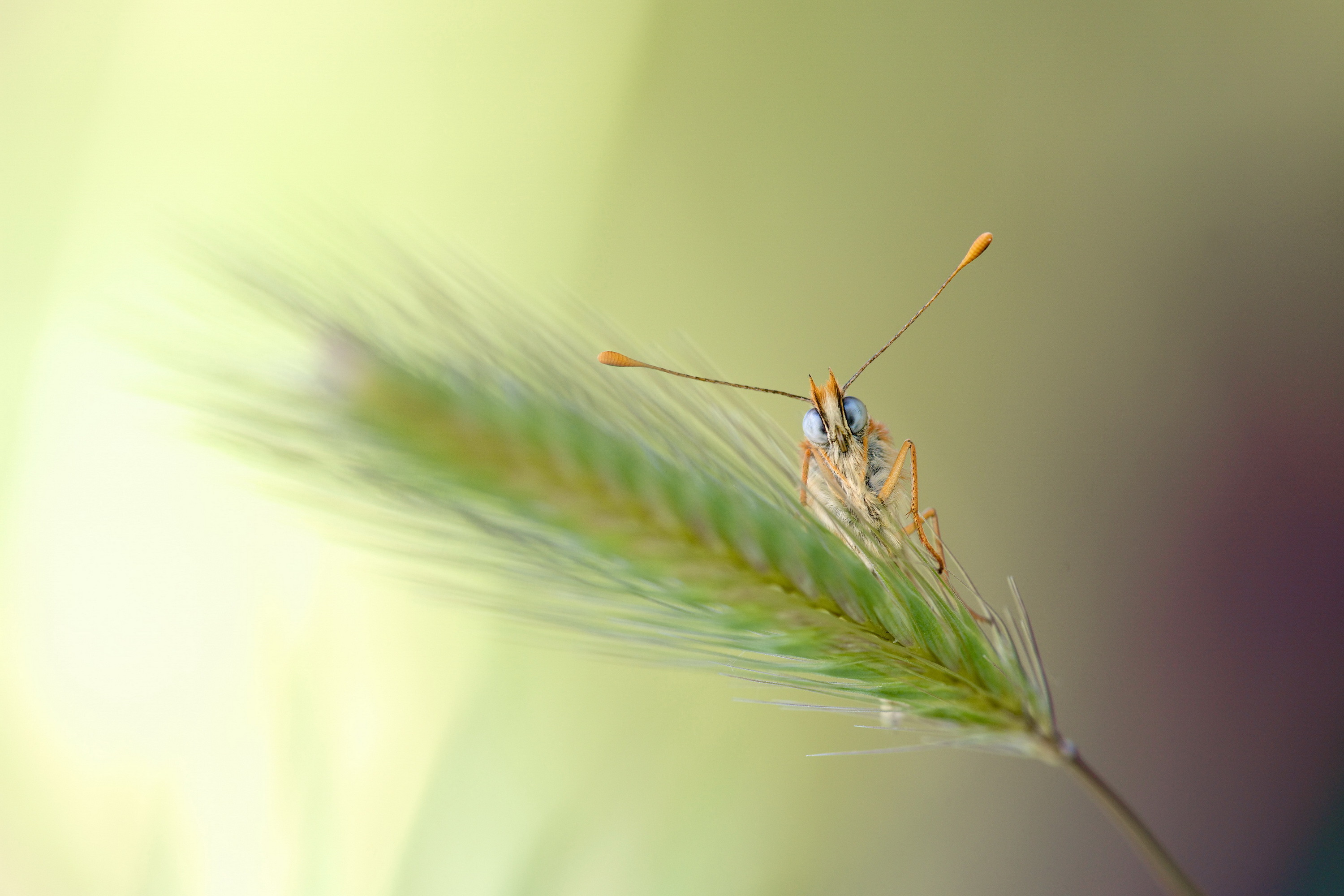 Free download wallpaper Wheat, Macro, Insect, Animal, Grasshopper on your PC desktop