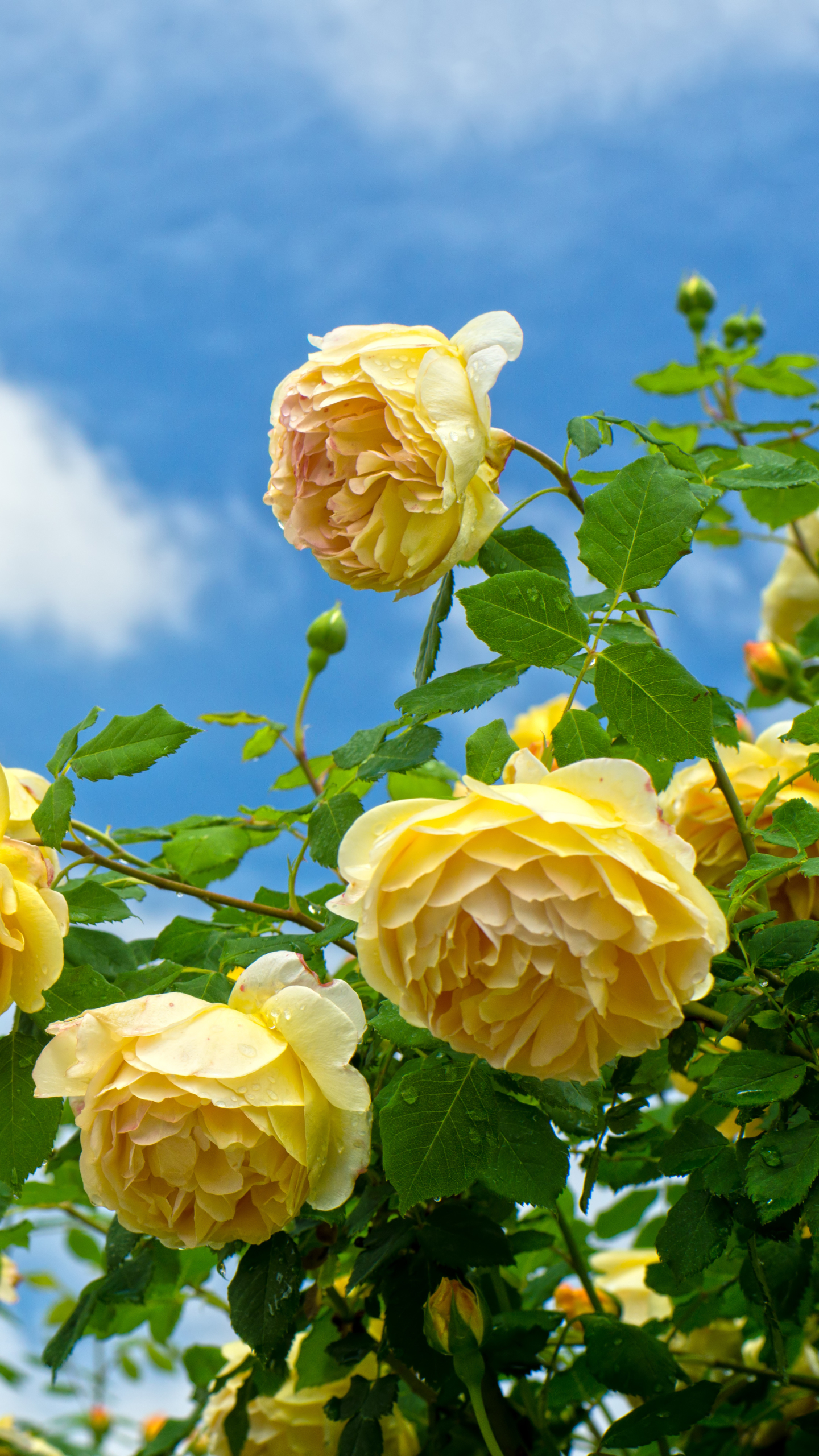Скачати мобільні шпалери Природа, Квітка, Роза, Земля, Жовта Квітка, Трояндовий Кущ, Флауерзи безкоштовно.