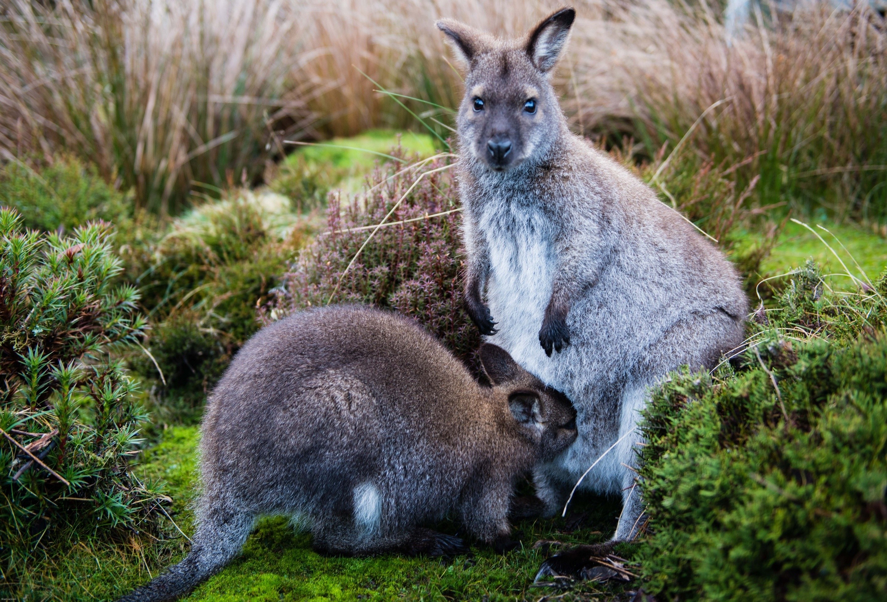 Download mobile wallpaper Young, Grass, Joey, Animals, Care, Kangaroo for free.