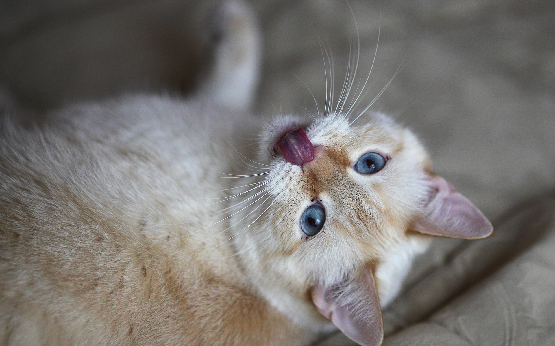 Handy-Wallpaper Tiere, Katzen, Katze kostenlos herunterladen.