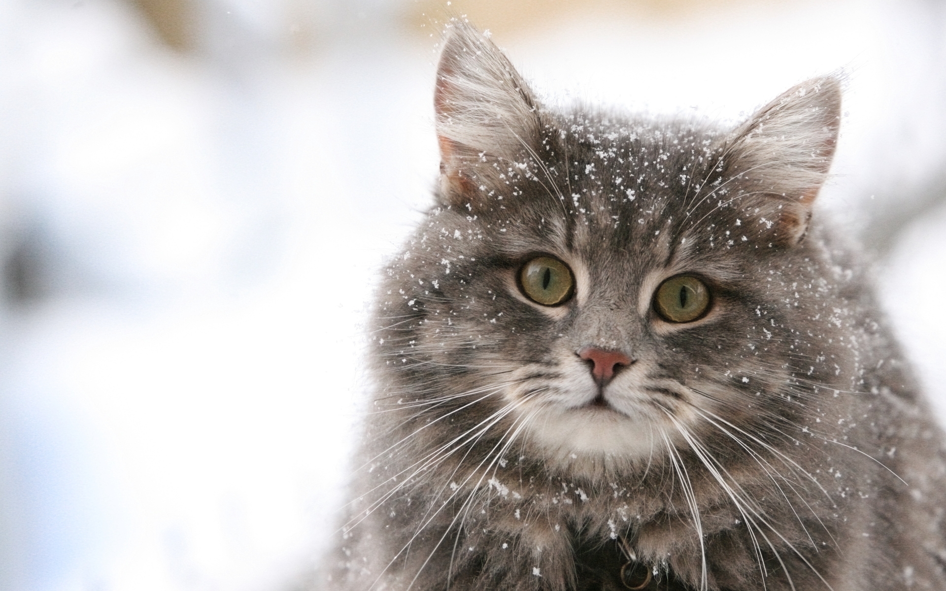 Скачать обои бесплатно Снег, Животные, Кошки (Коты Котики) картинка на рабочий стол ПК