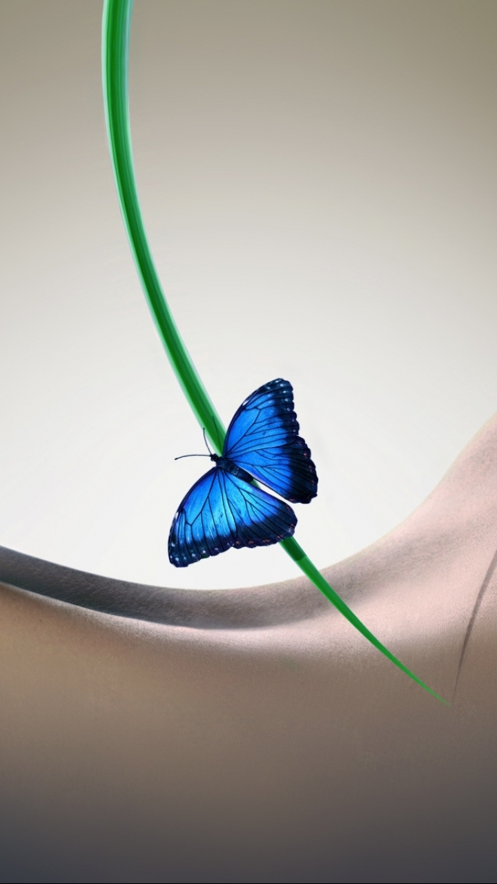 Download mobile wallpaper Butterfly, Animal for free.