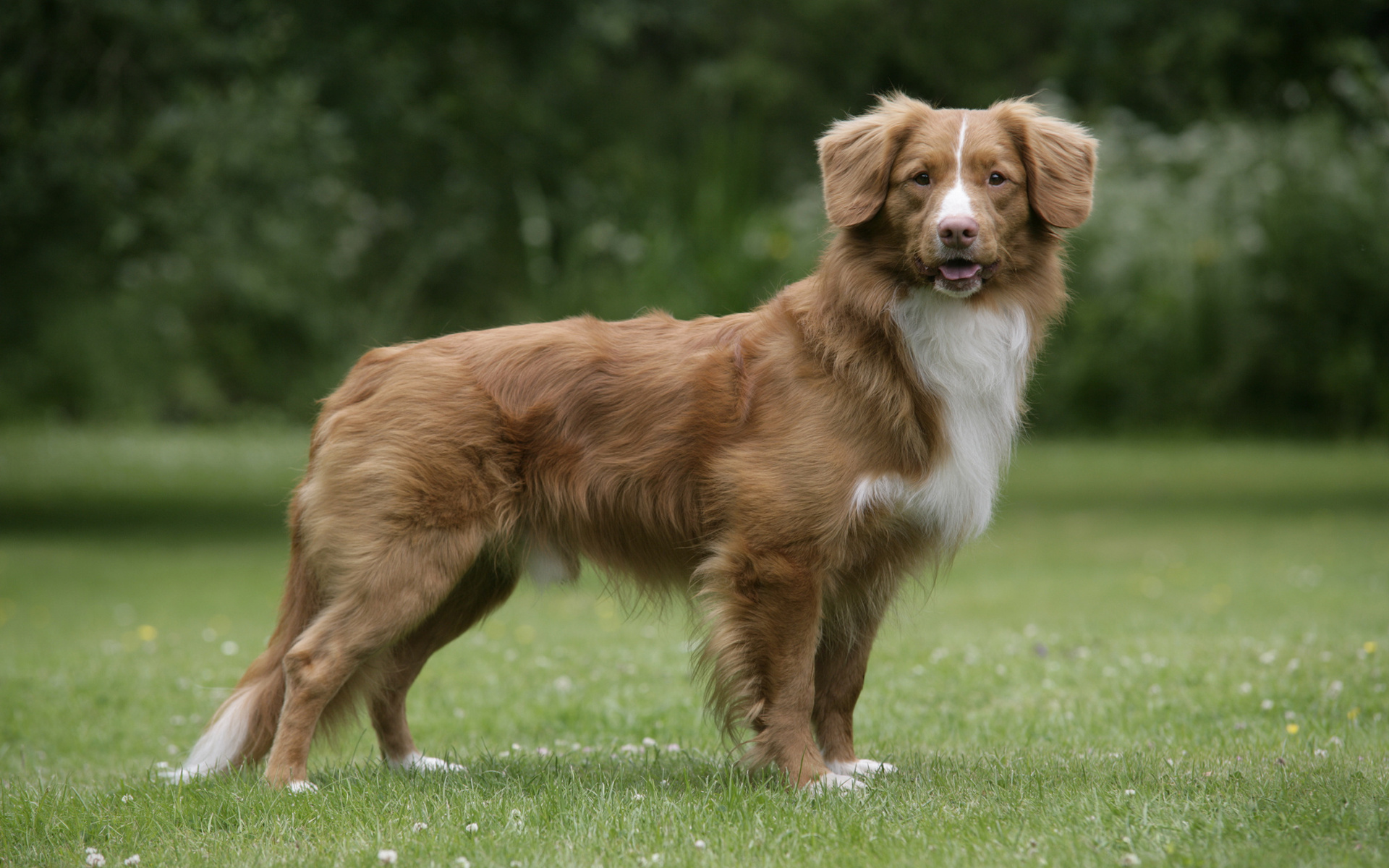 Baixar papel de parede para celular de Animais, Cães, Cão gratuito.