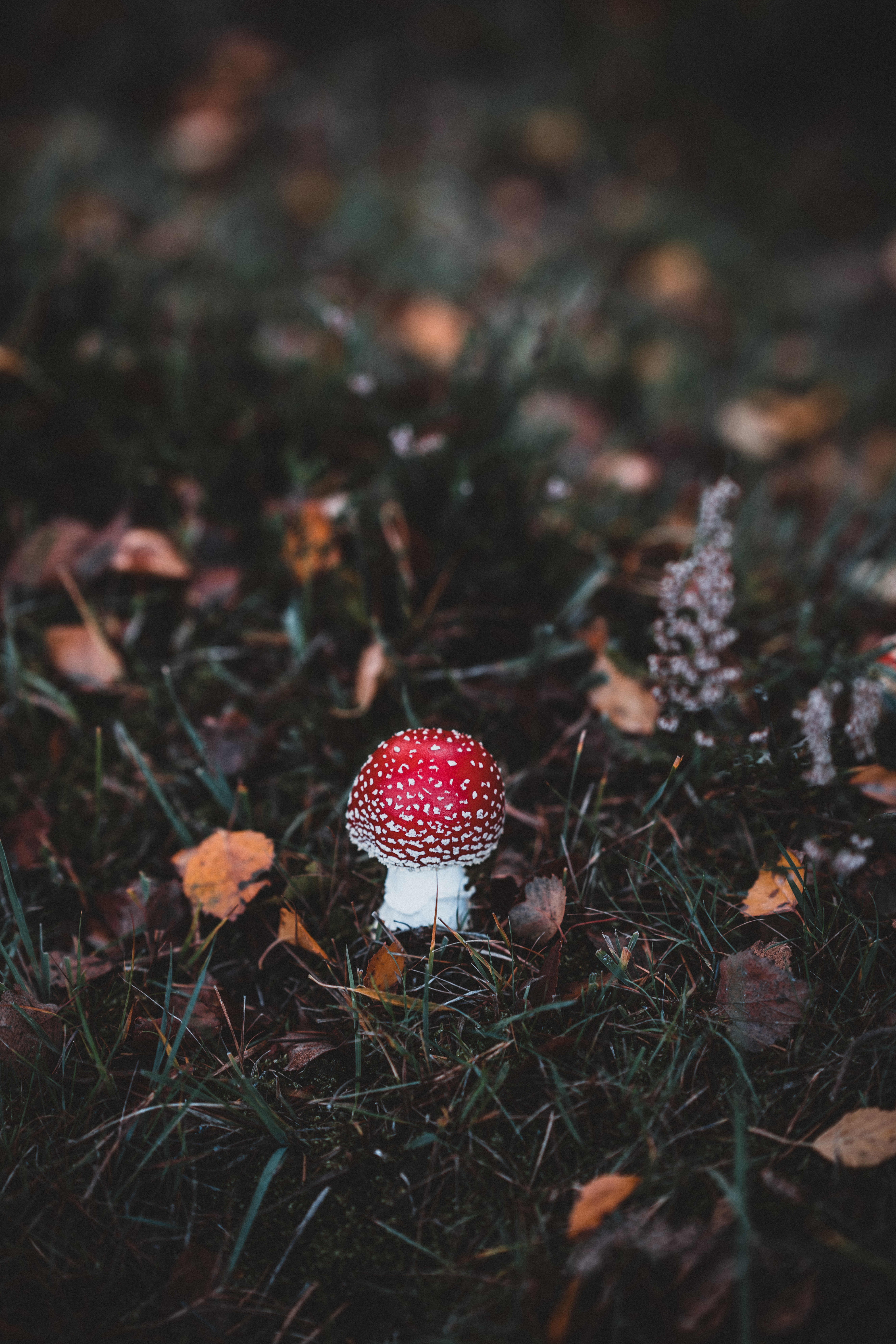 mushroom, toadstool, grass, autumn, macro, forest, fly agaric HD wallpaper