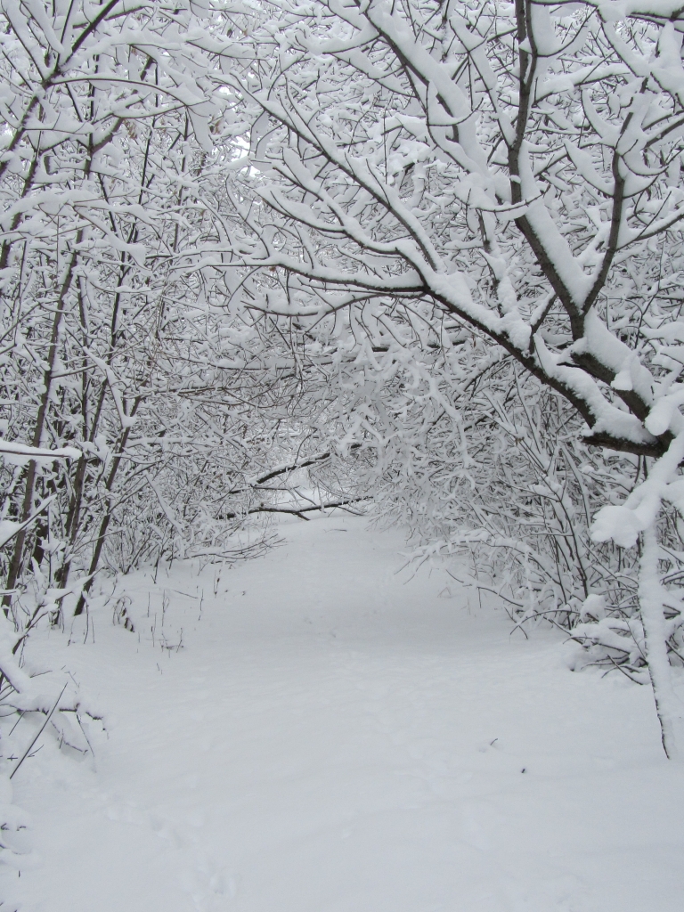 Handy-Wallpaper Winter, Erde/natur kostenlos herunterladen.