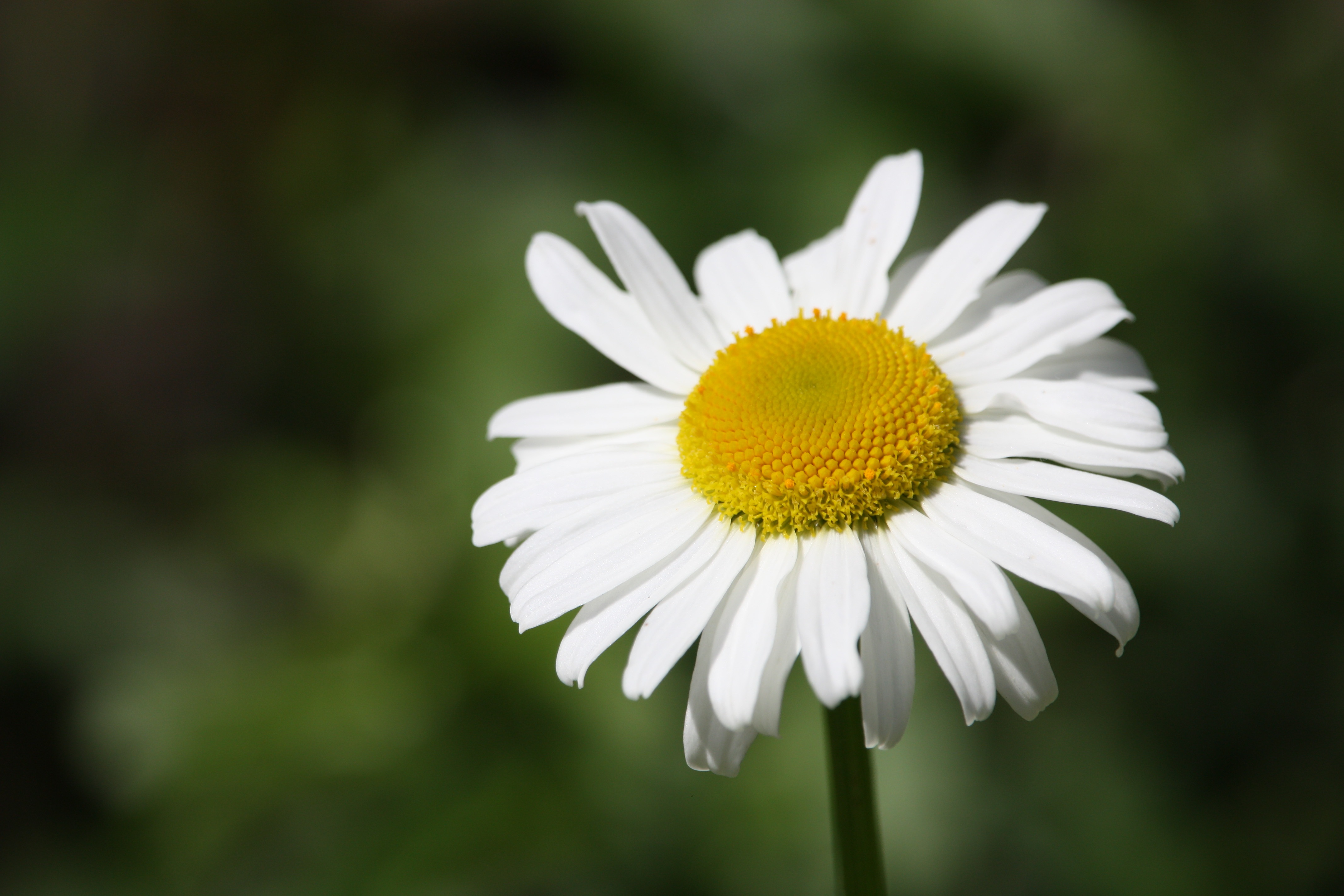 Free download wallpaper Bud, Chamomile, Flower, Petals, Flowers, Camomile on your PC desktop