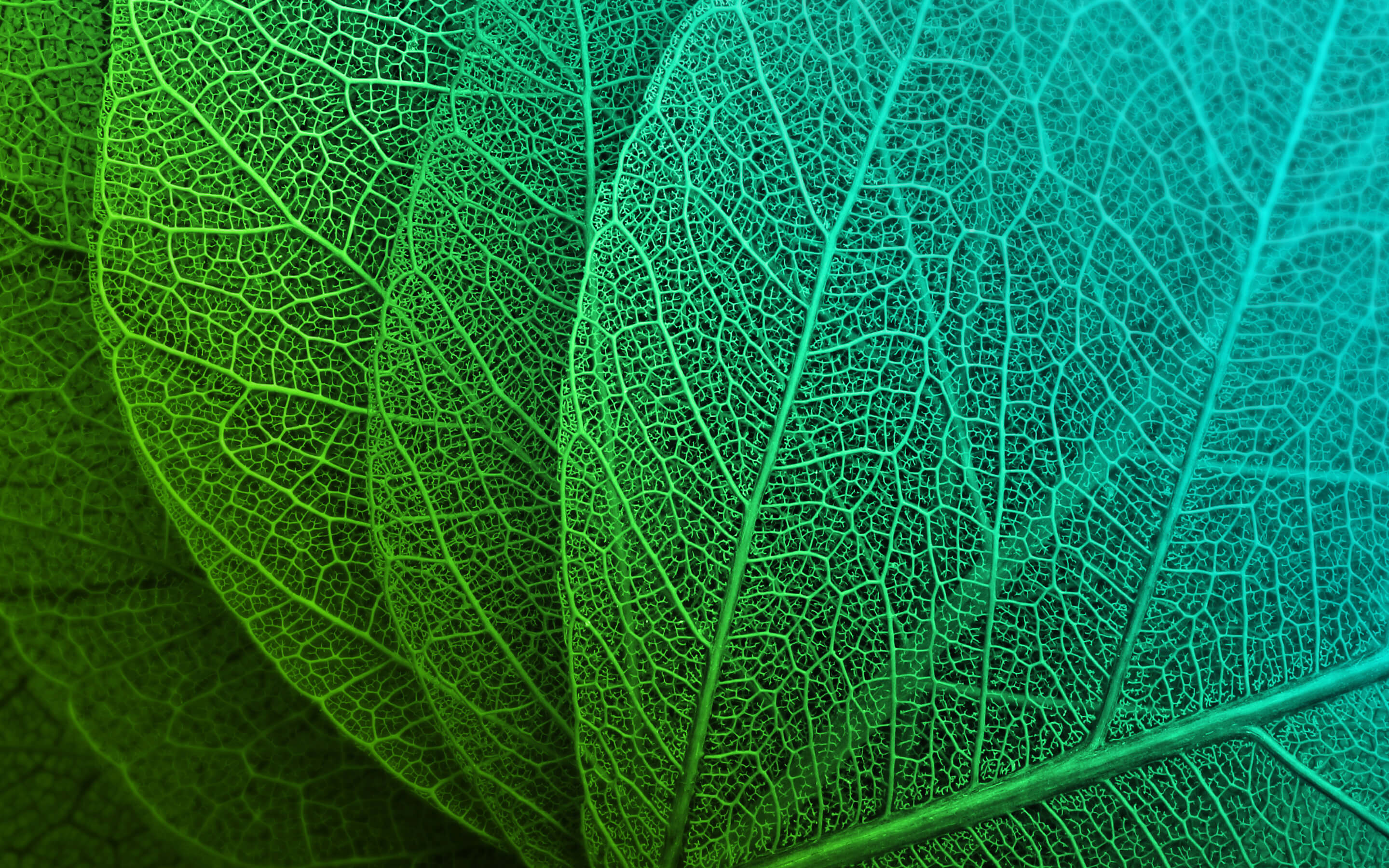 Download mobile wallpaper Leaf, Earth for free.