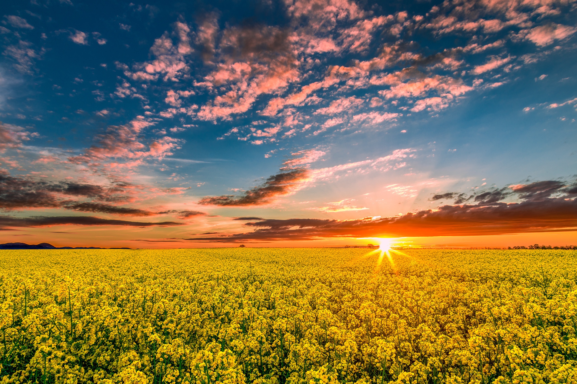 Laden Sie das Natur, Horizont, Sonnenaufgang, Feld, Wolke, Gelbe Blume, Himmel, Erde/natur, Raps-Bild kostenlos auf Ihren PC-Desktop herunter