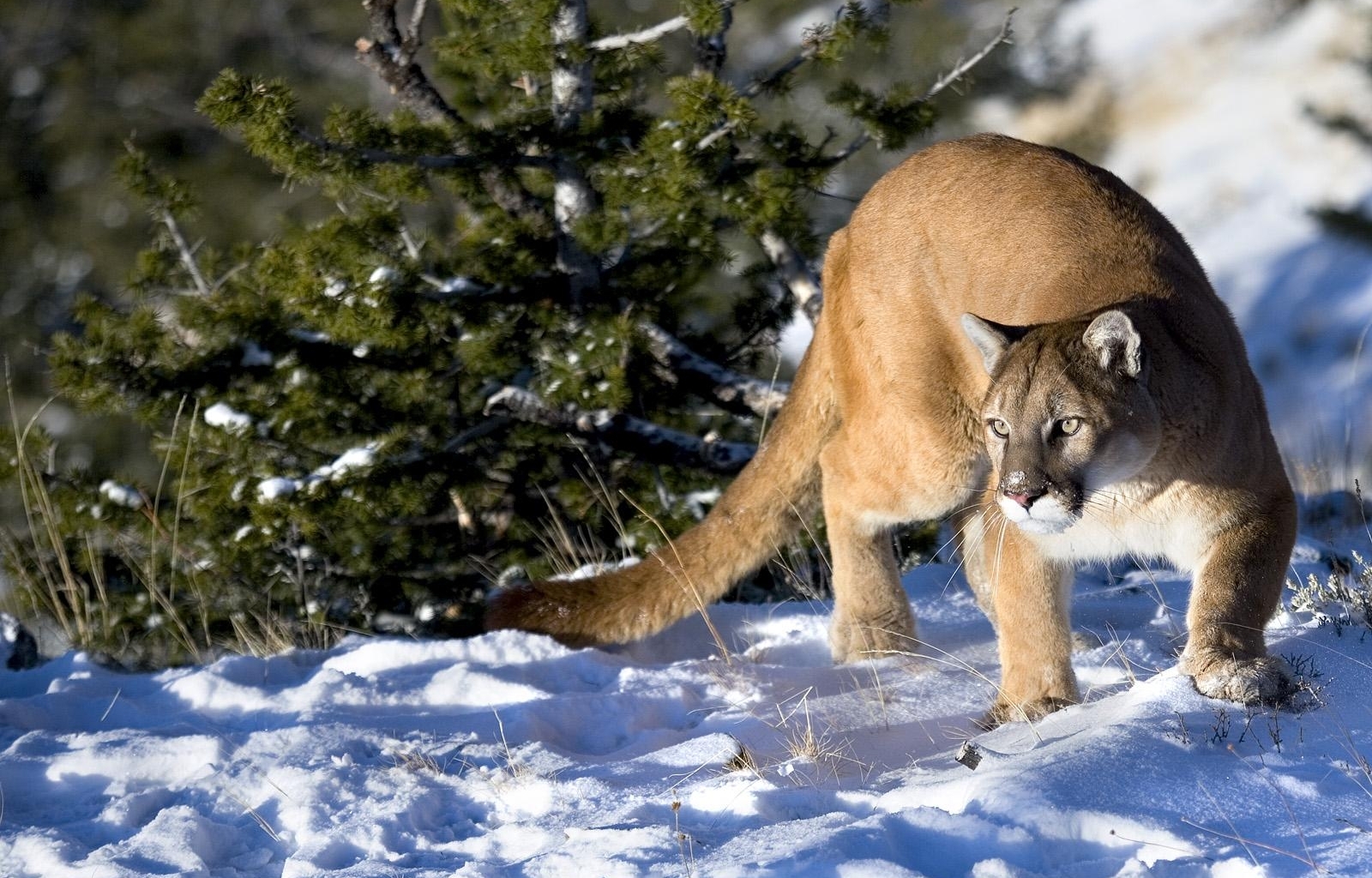Baixe gratuitamente a imagem Animais, Inverno, Puma na área de trabalho do seu PC