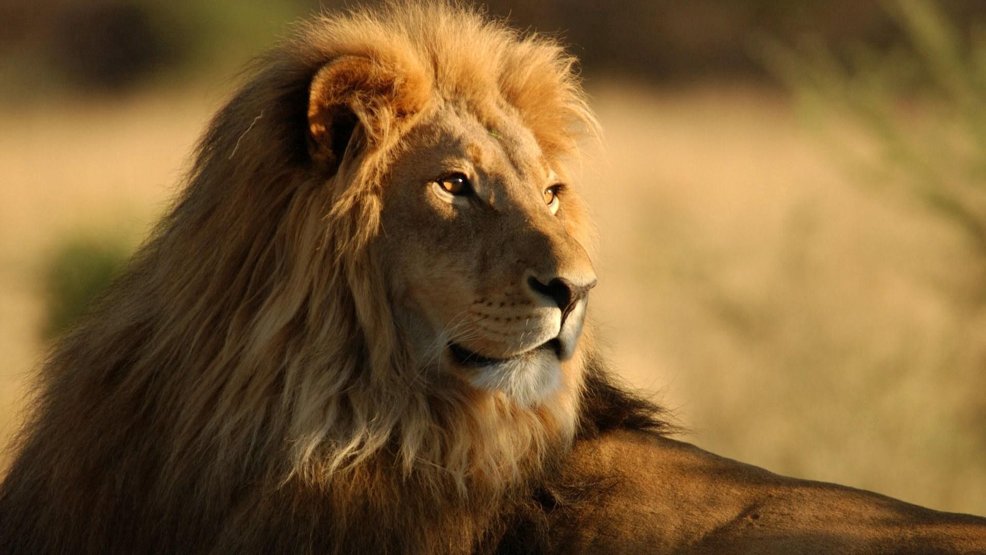 68288 скачать обои лев, грива, царь зверей, большая кошка, хищник, животные, взгляд - заставки и картинки бесплатно