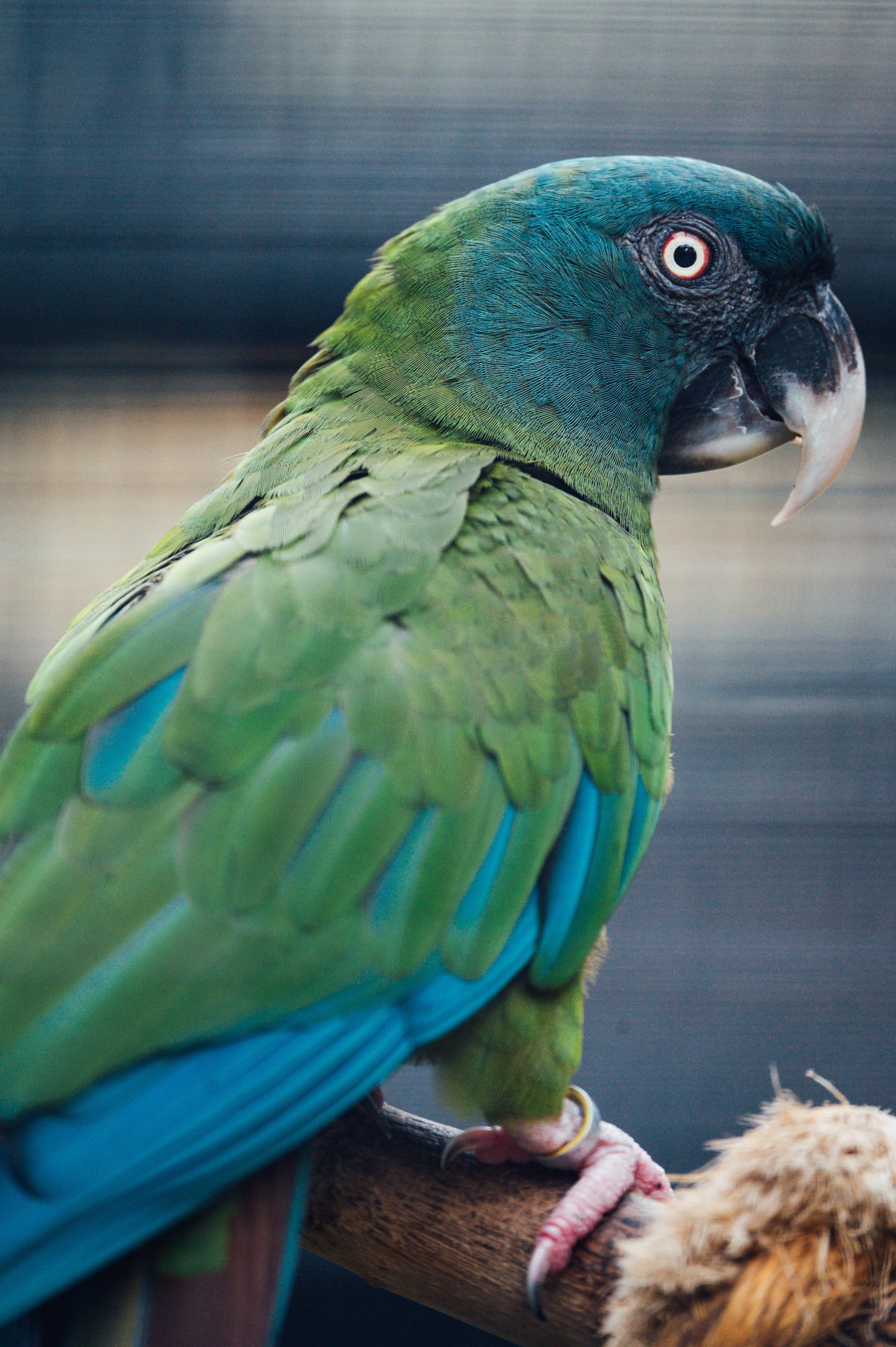Download mobile wallpaper Animals, Bird, Parrots for free.