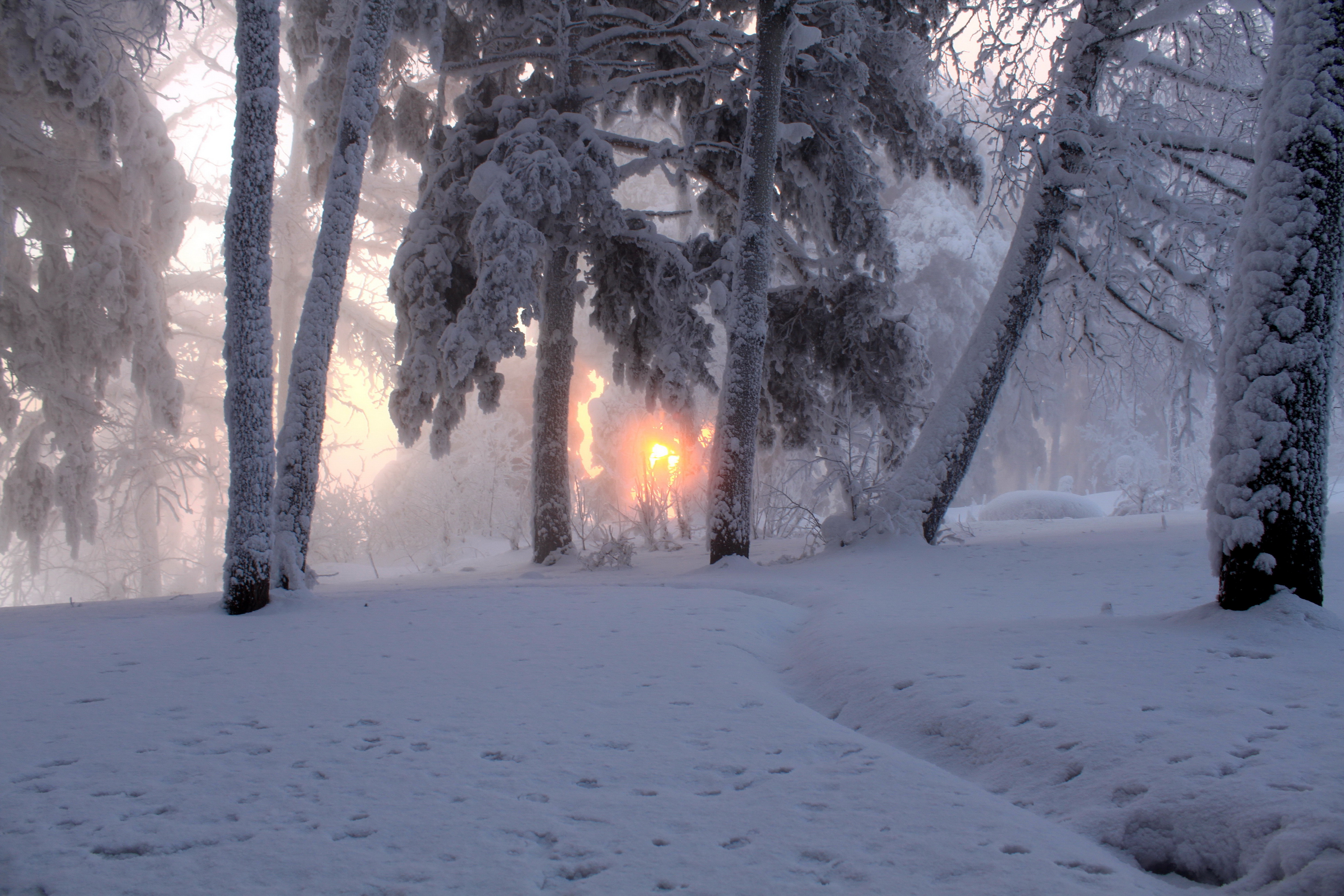 Descarga gratuita de fondo de pantalla para móvil de Invierno, Nieve, Bosque, Tierra/naturaleza.