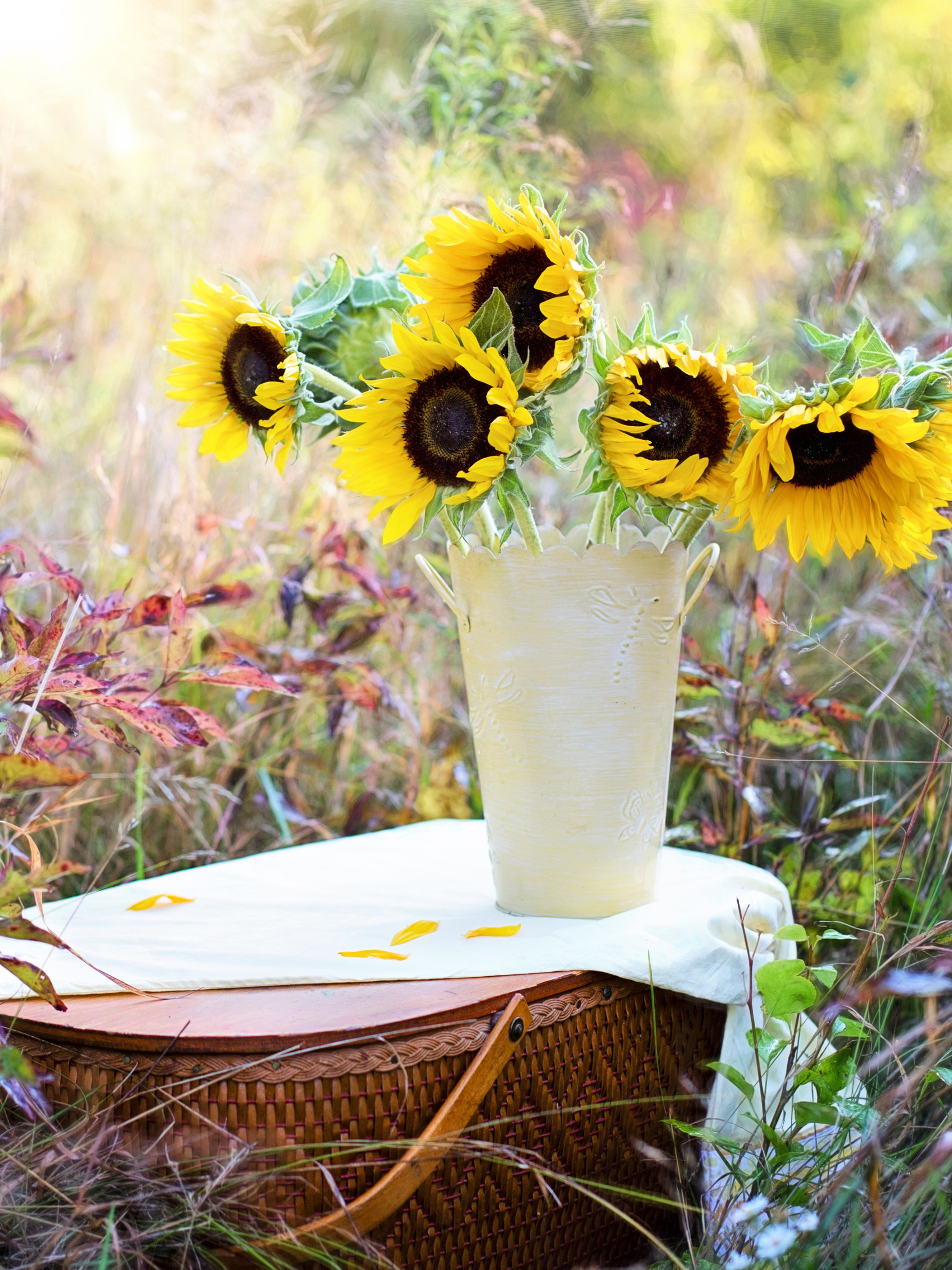 無料モバイル壁紙夏, 静物, 花, 写真撮影, 黄色い花をダウンロードします。