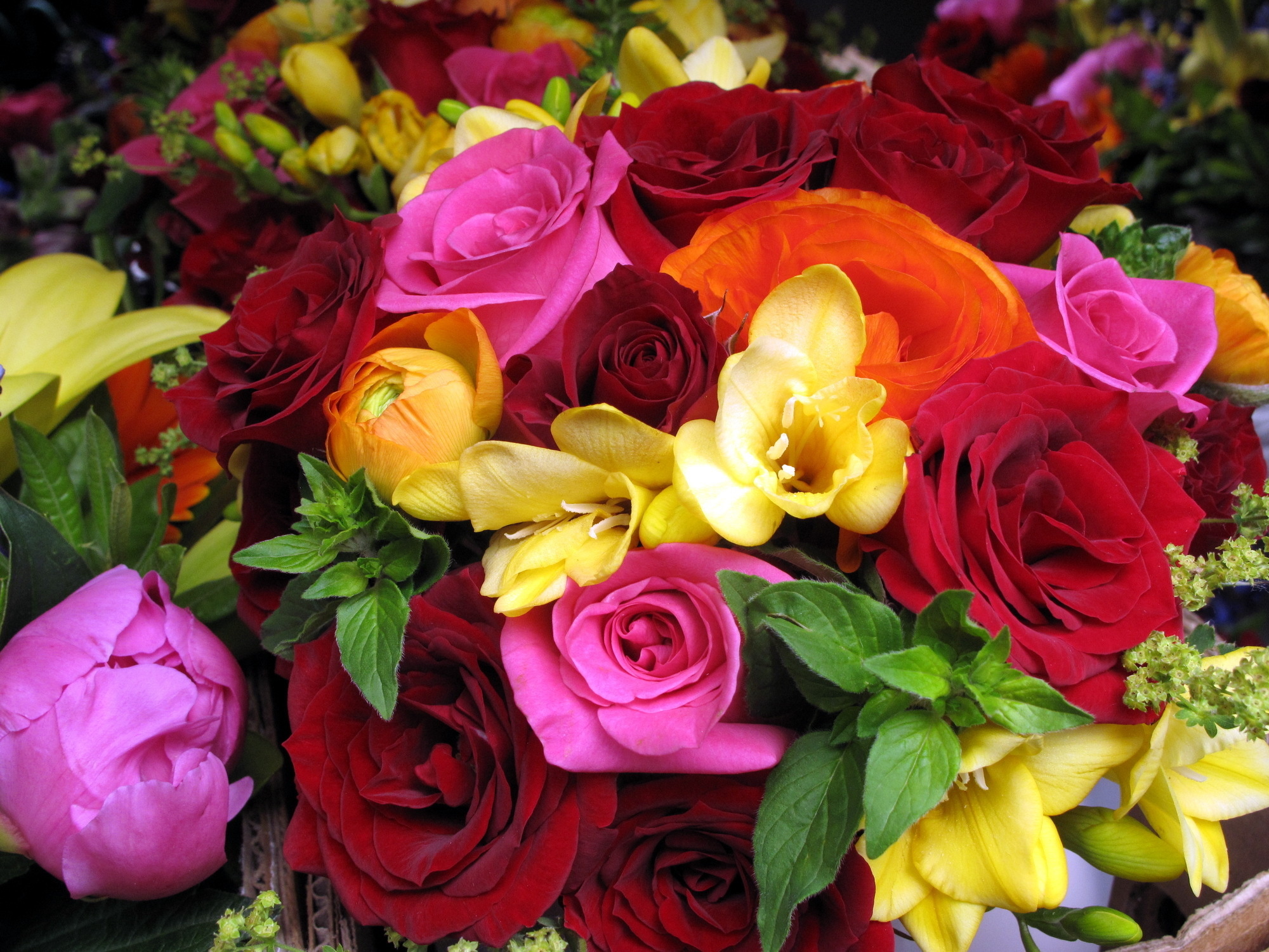 無料モバイル壁紙フラワーズ, 花, 薔薇, 地球, 色, カラフル, 黄色い花, 赤い花, ピンクの花, オレンジフラワーをダウンロードします。
