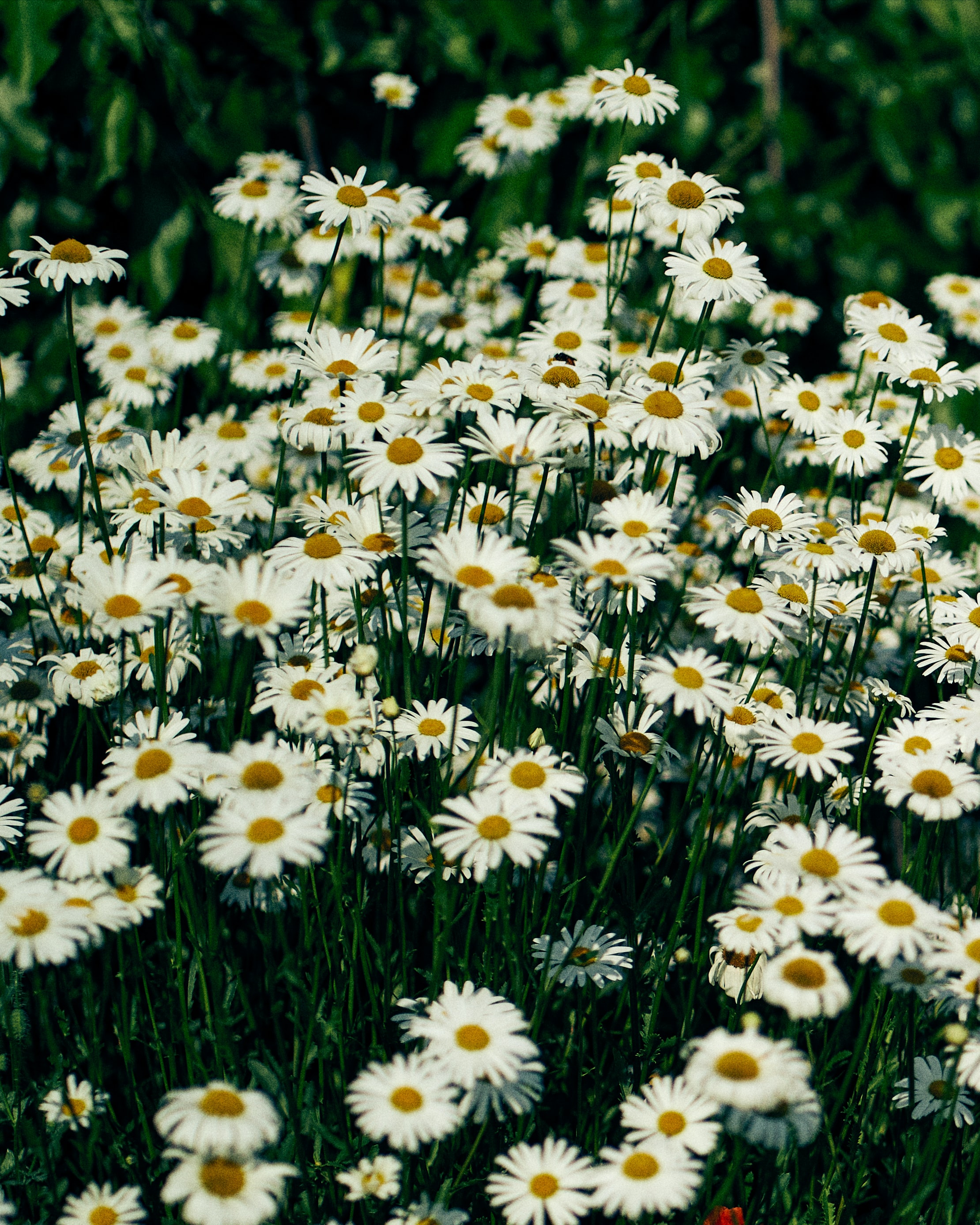 flowers, grass, camomile, petals, wildflowers
