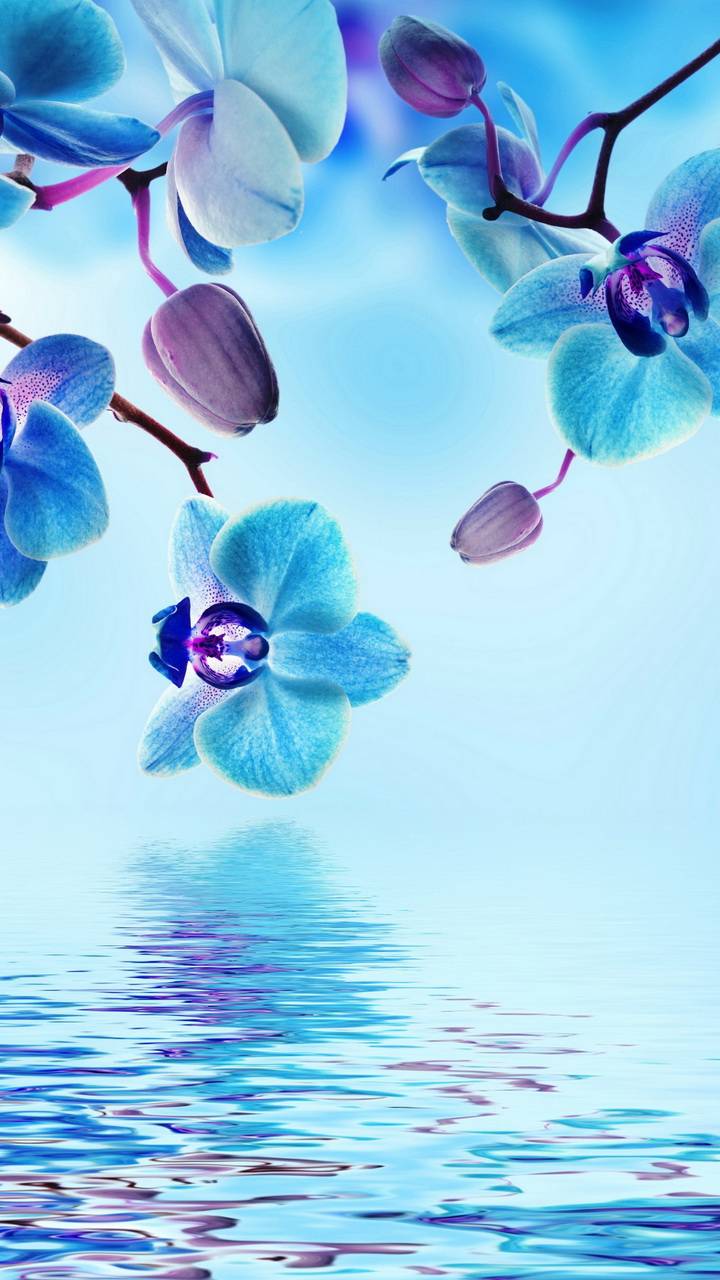 Скачати мобільні шпалери Вода, Квітка, Синій, Земля, Орхідея, Флауерзи безкоштовно.