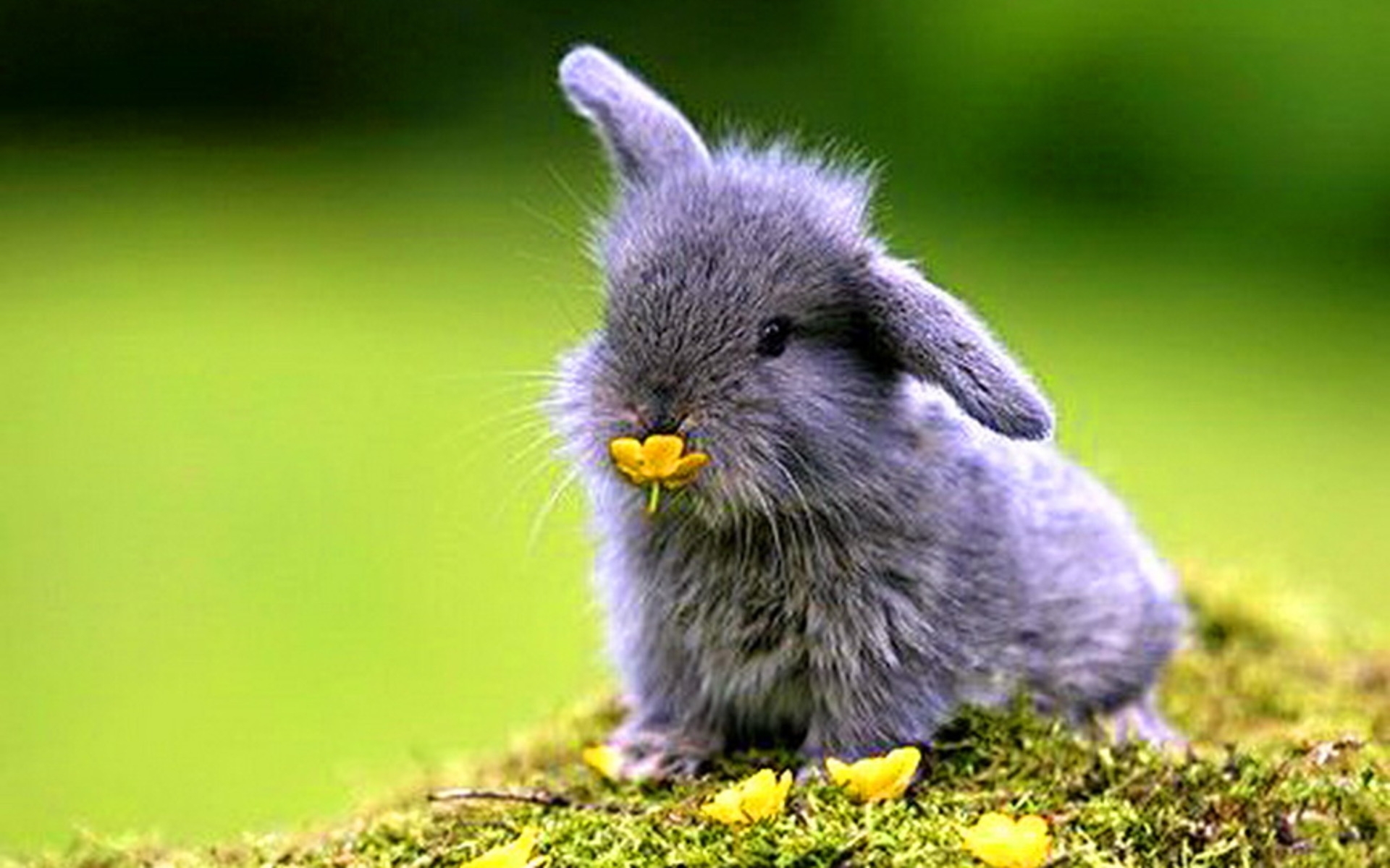 27370 descargar fondo de pantalla conejos, animales: protectores de pantalla e imágenes gratis