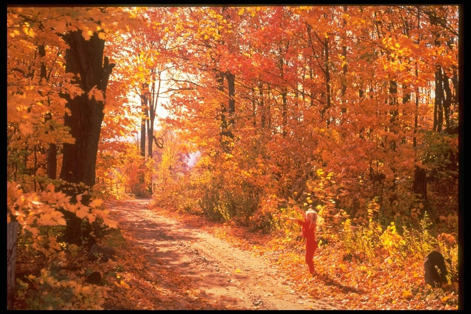 PCデスクトップに木, 道路, オレンジ, 風景, 秋画像を無料でダウンロード