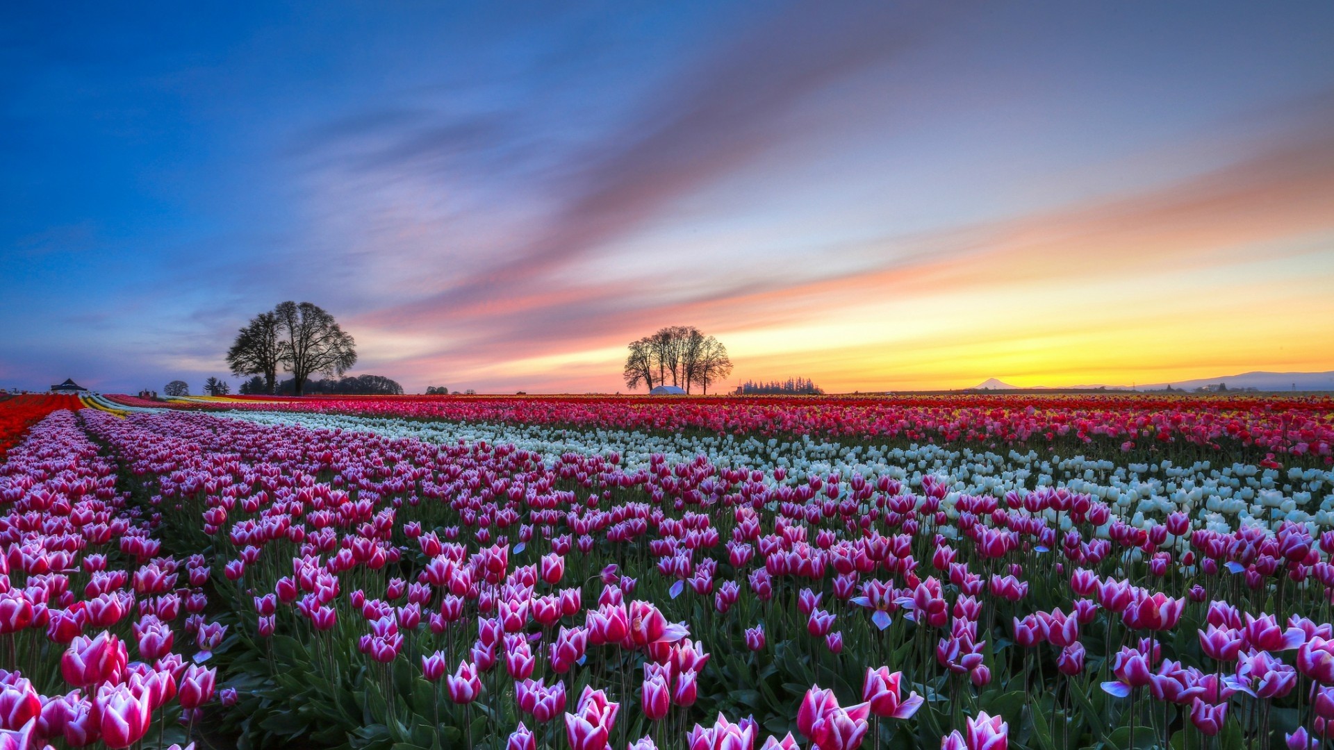 Free download wallpaper Earth, Tulip on your PC desktop