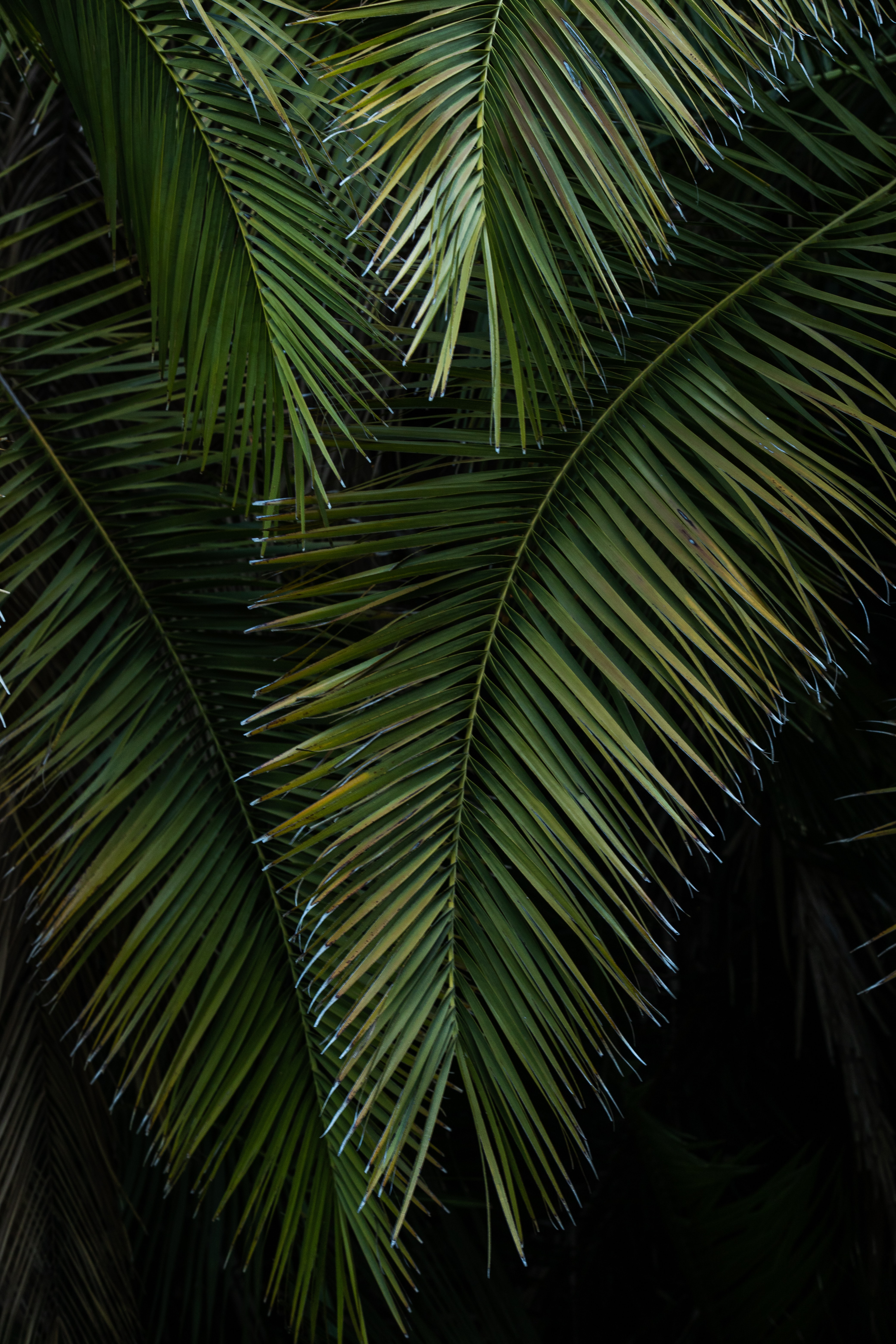 Download mobile wallpaper Branches, Macro, Nature, Leaves, Palm for free.