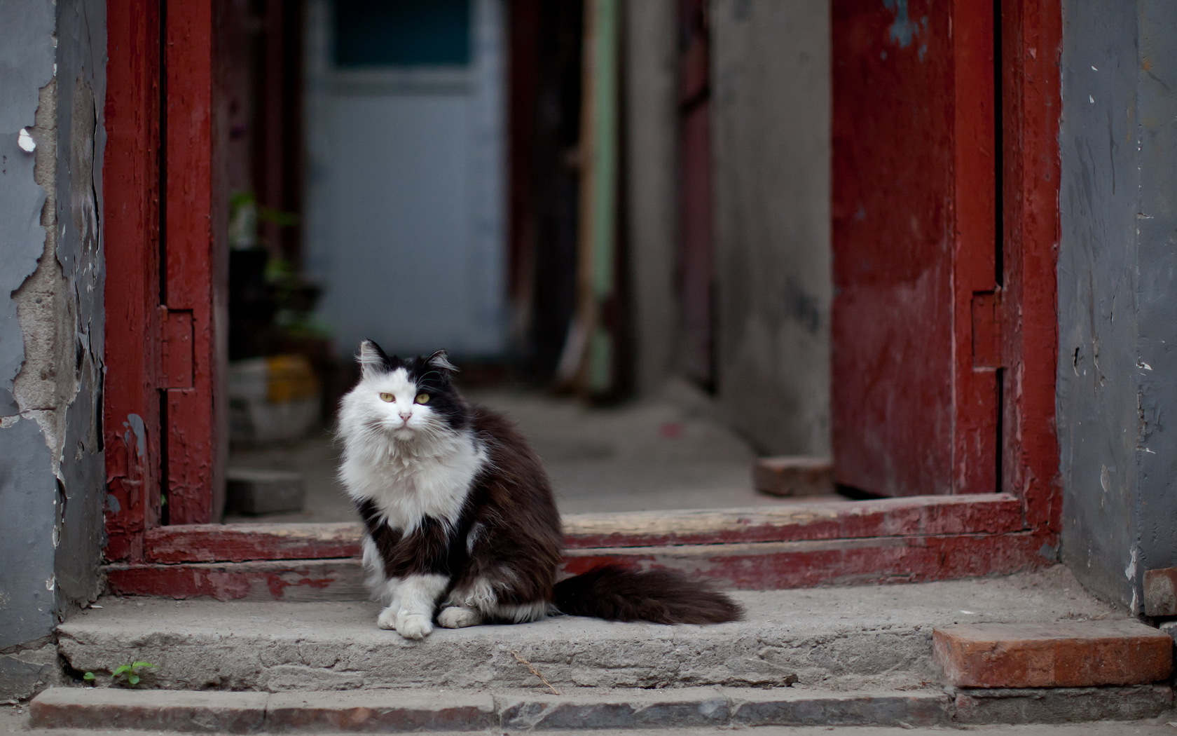 278605 Protetores de tela e papéis de parede Gatos em seu telefone. Baixe  fotos gratuitamente