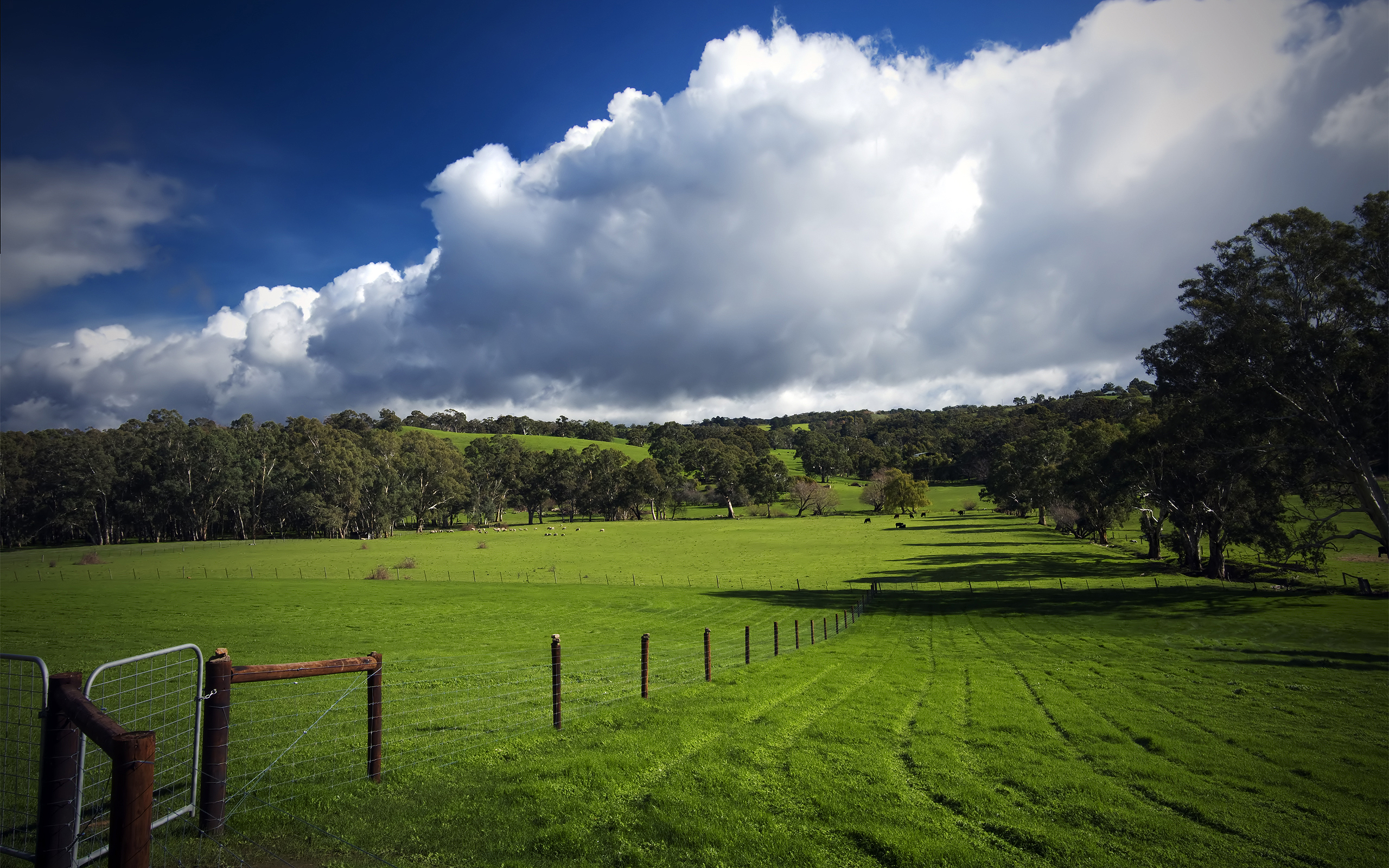 167911 descargar imagen tierra/naturaleza, campo, australia, ganado, nube, cerca, colina, oveja, cielo: fondos de pantalla y protectores de pantalla gratis