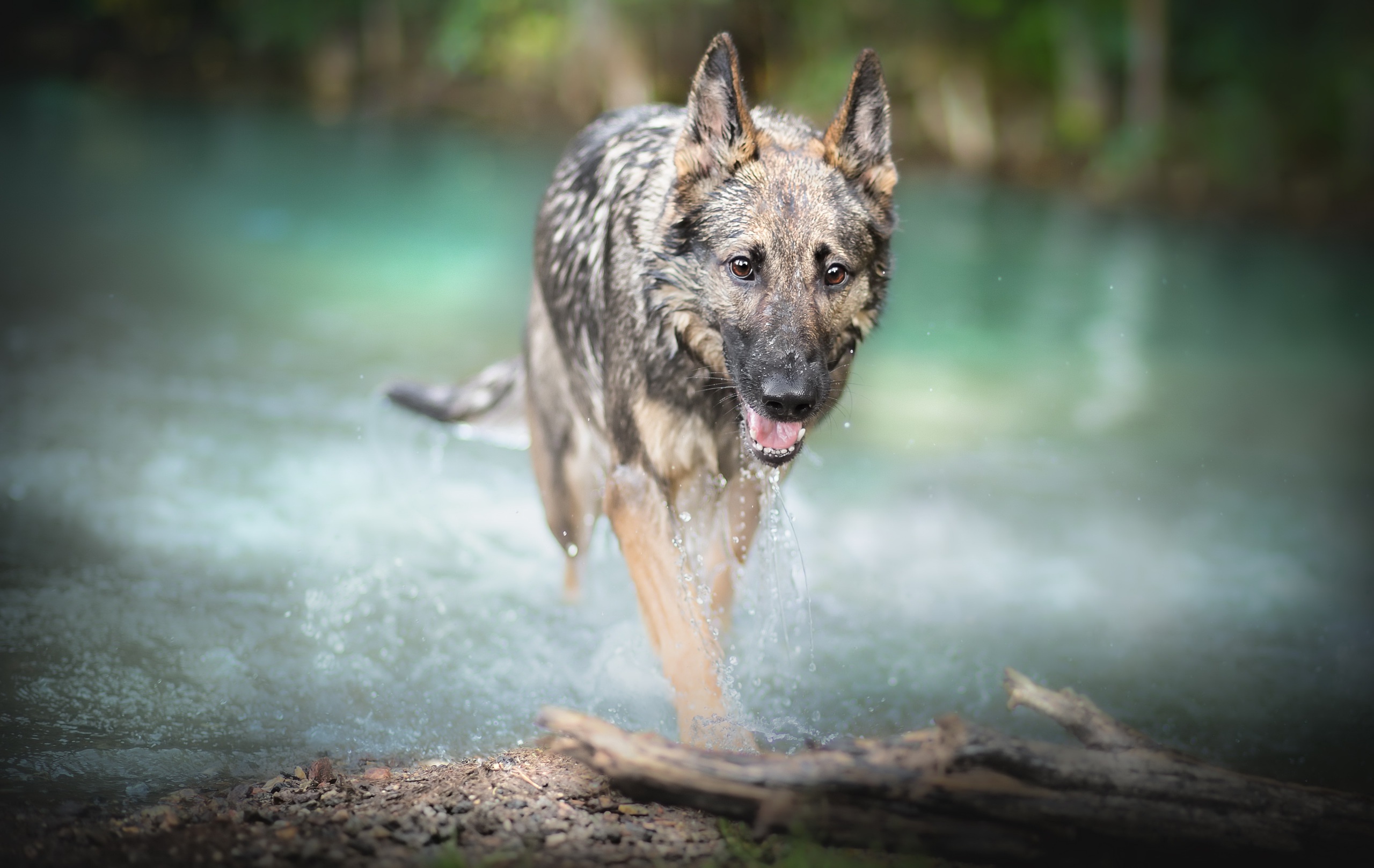 Handy-Wallpaper Tiere, Hunde, Hund, Schäferhund, Tiefenschärfe kostenlos herunterladen.