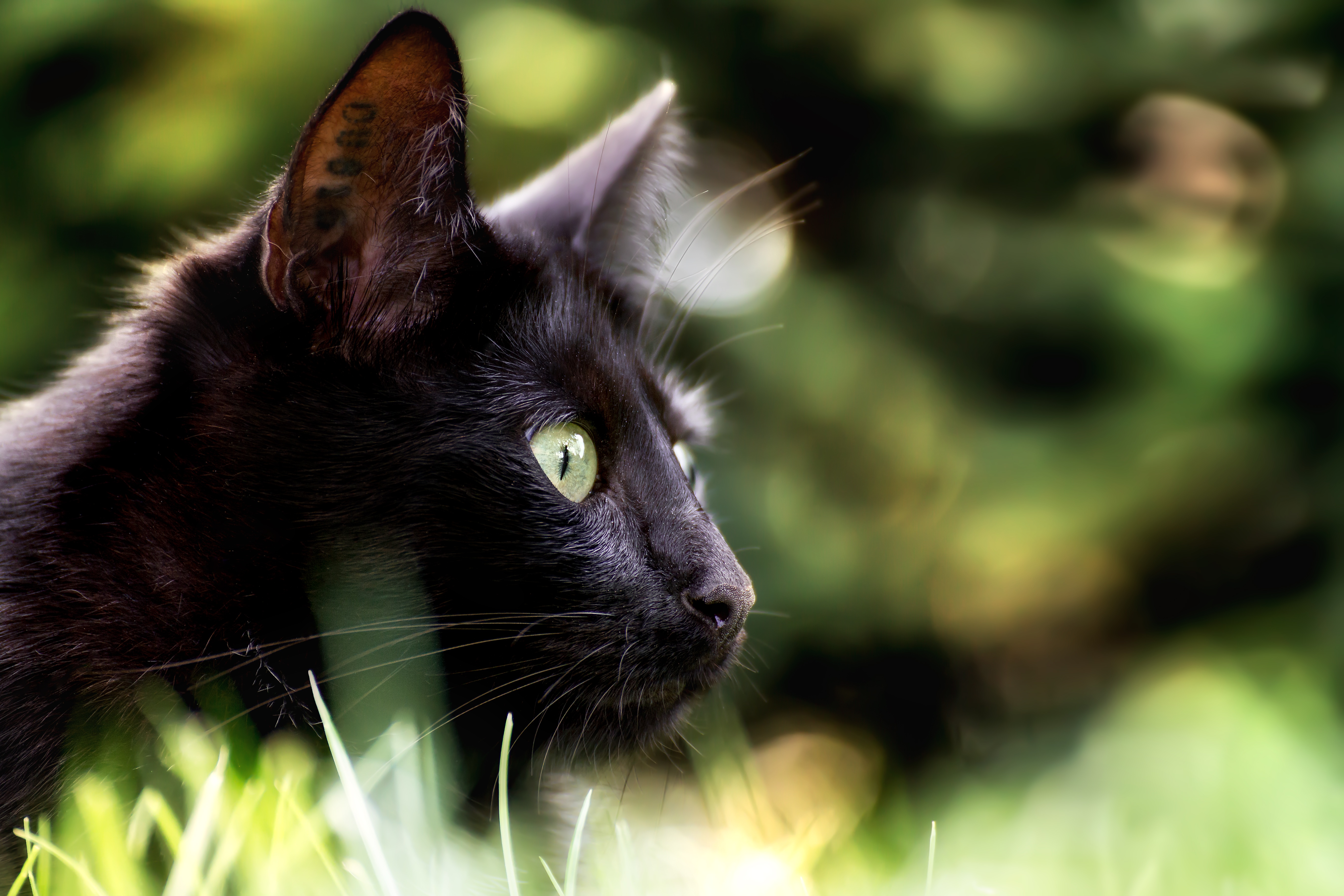 Descarga gratis la imagen Animales, Gatos, Gato, De Cerca, Bokeh en el escritorio de tu PC