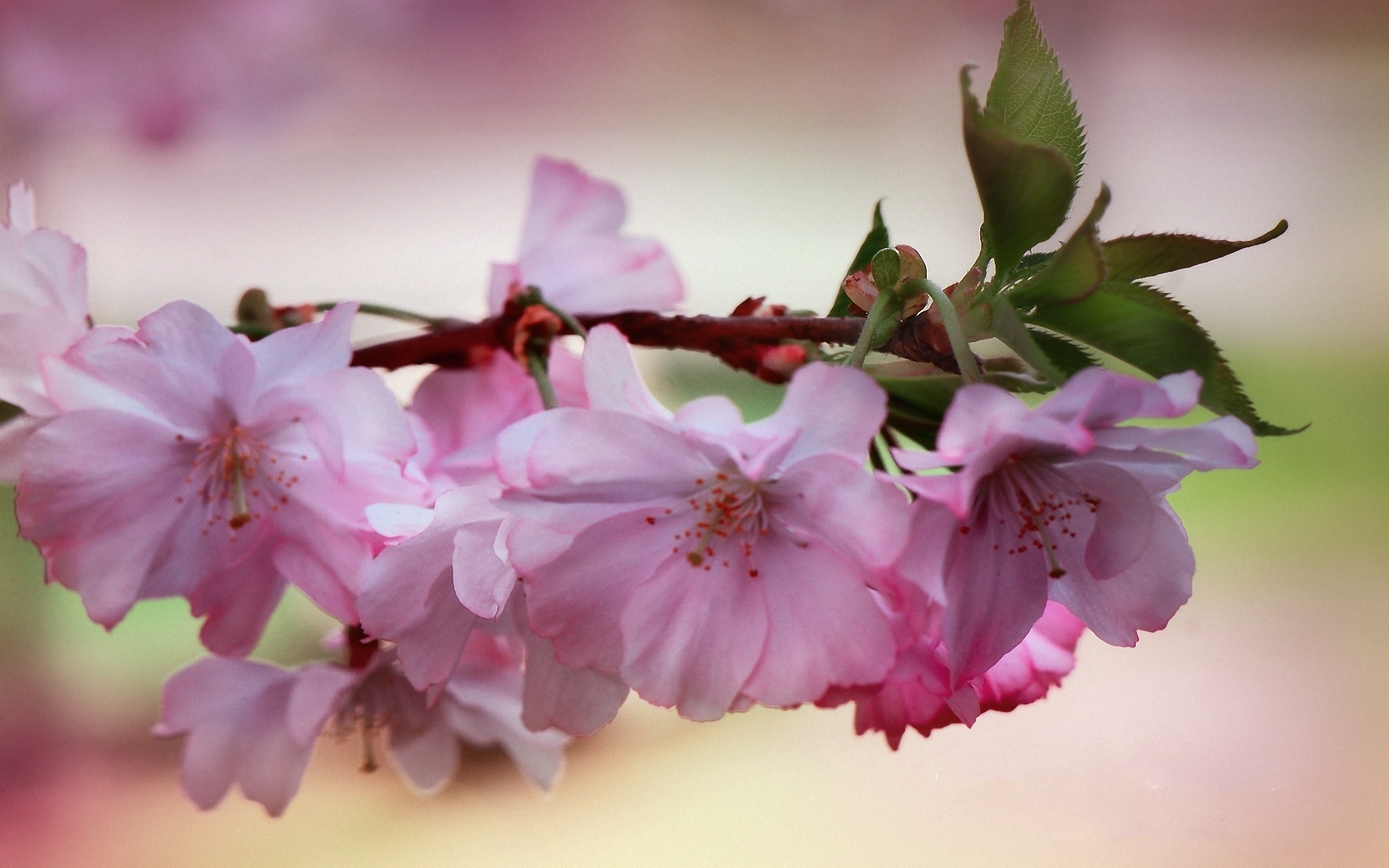 Laden Sie das Blumen, Blüte, Erde/natur-Bild kostenlos auf Ihren PC-Desktop herunter