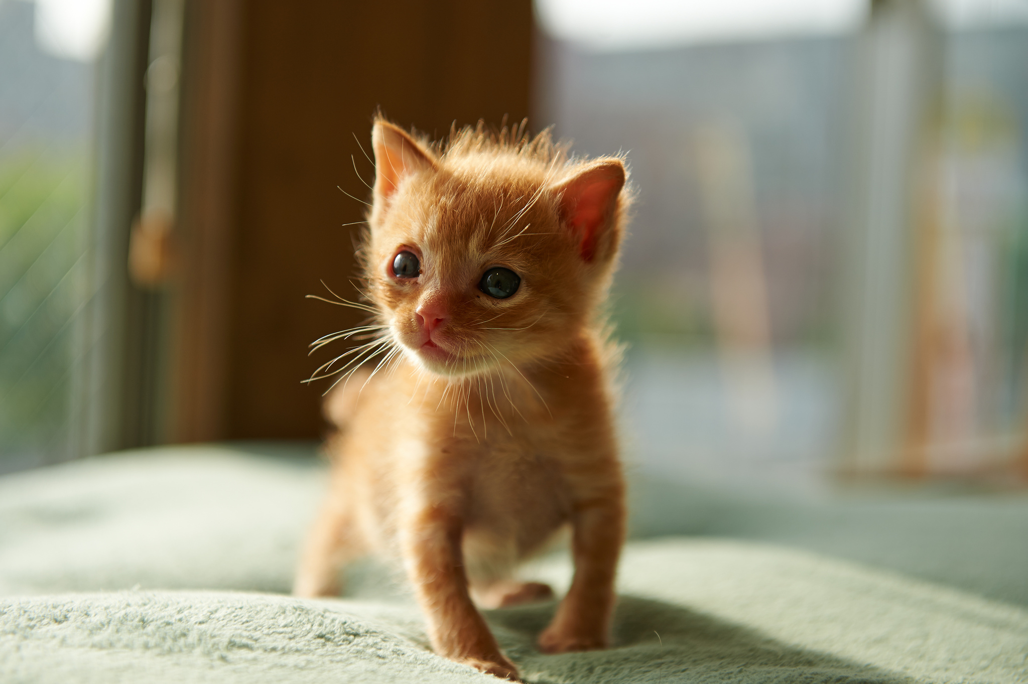 Baixe gratuitamente a imagem Gato, Gatos, Animais na área de trabalho do seu PC