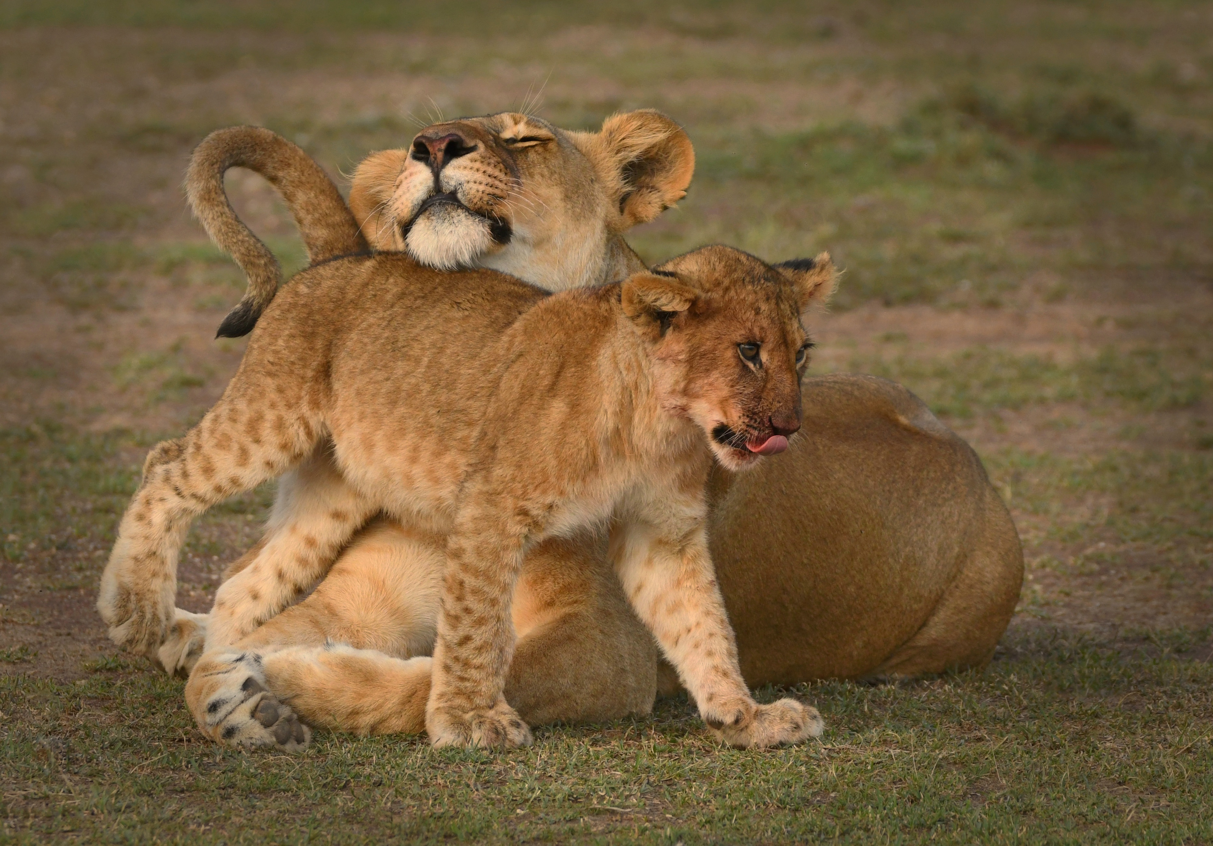 Baixar papel de parede para celular de Animais, Gatos, Leão, Animal Bebê, Filhote, Reserva Nacional Masai Mara, Quênia gratuito.