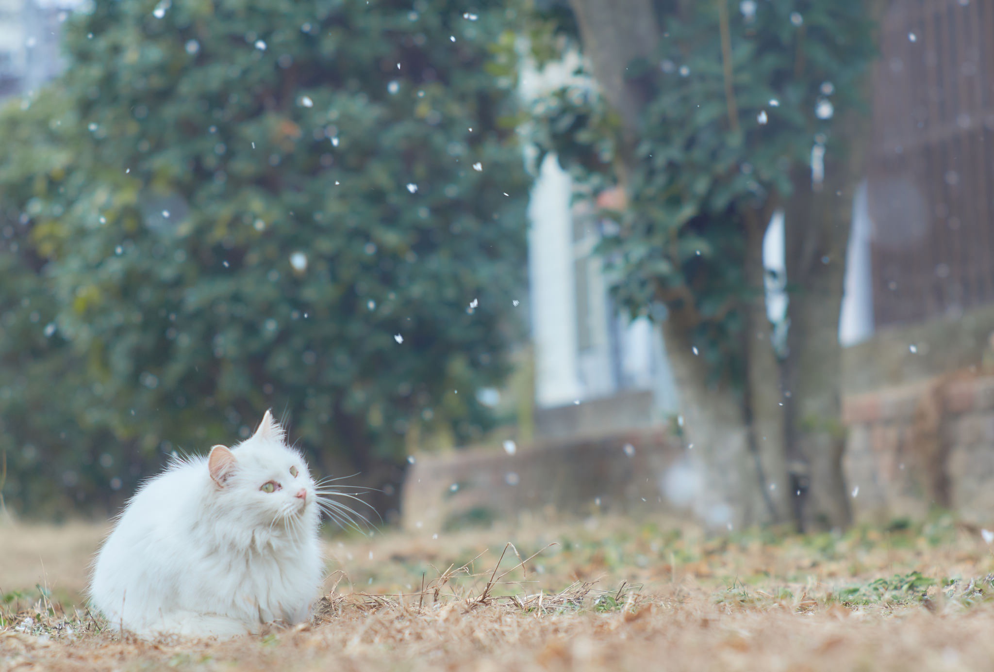 Baixar papel de parede para celular de Animais, Gatos, Gato, Profundidade De Campo gratuito.