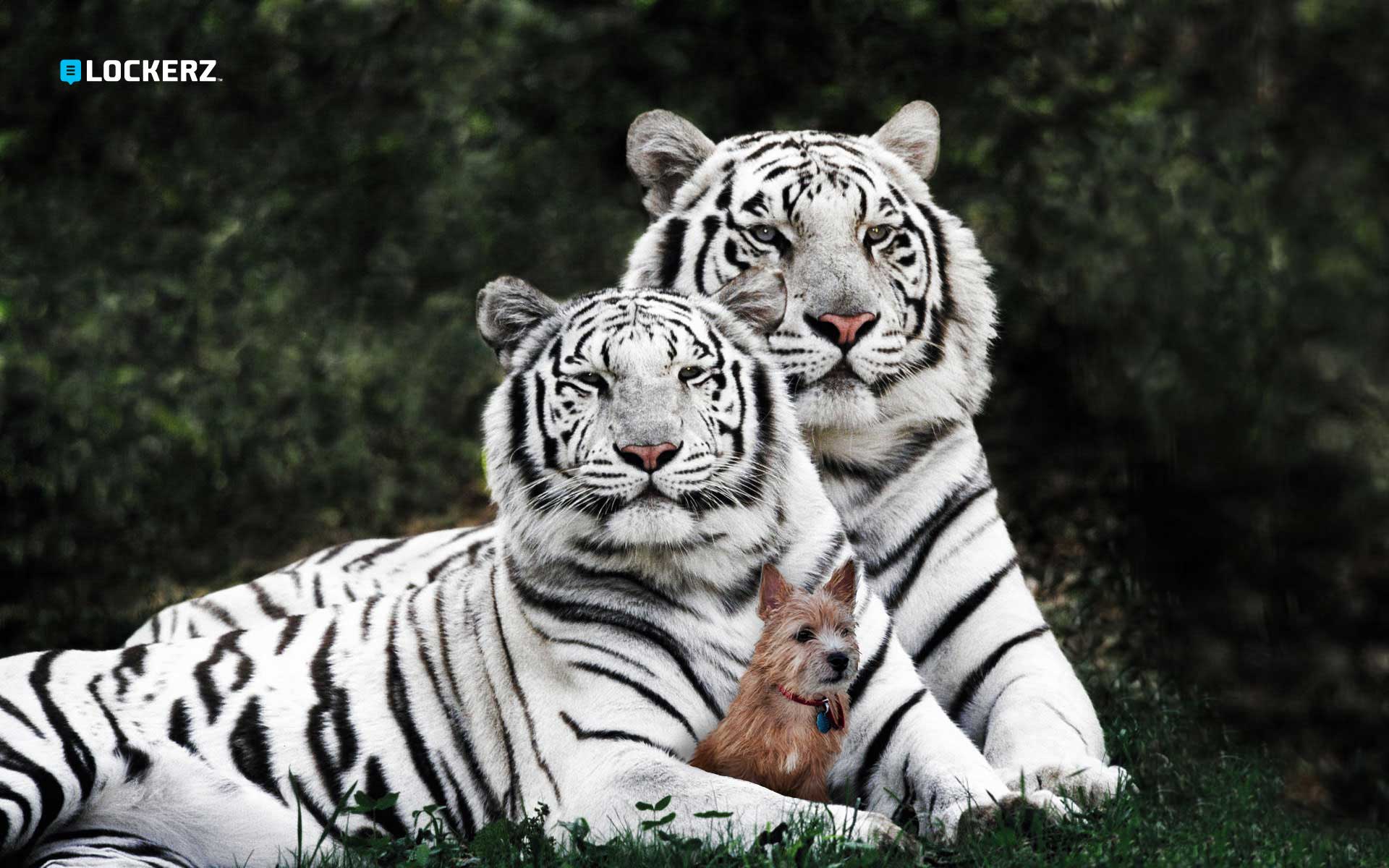 animal, white tiger, cats
