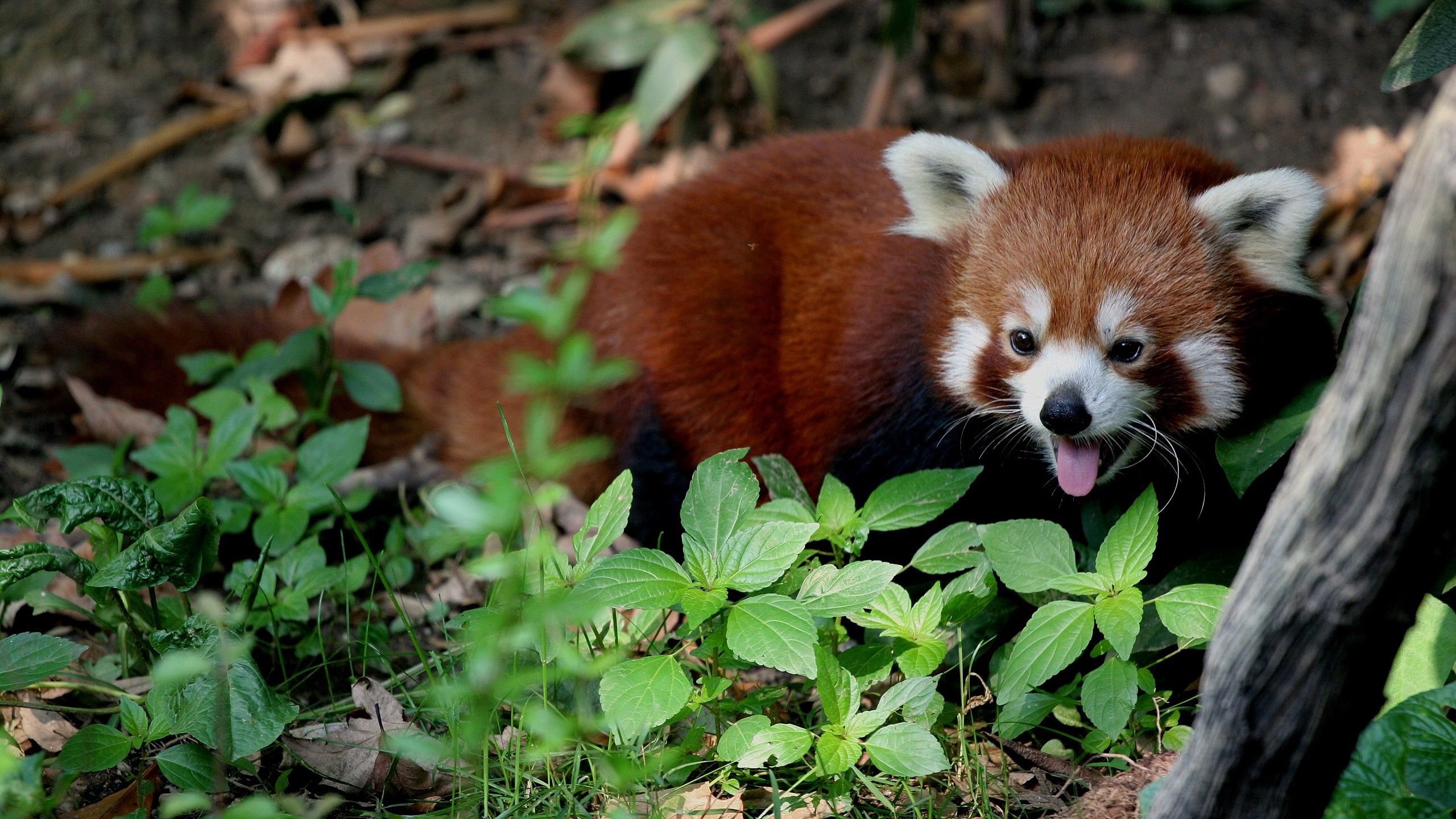Download mobile wallpaper Lie, To Lie Down, Trees, Animals, Leaves, Red Panda for free.