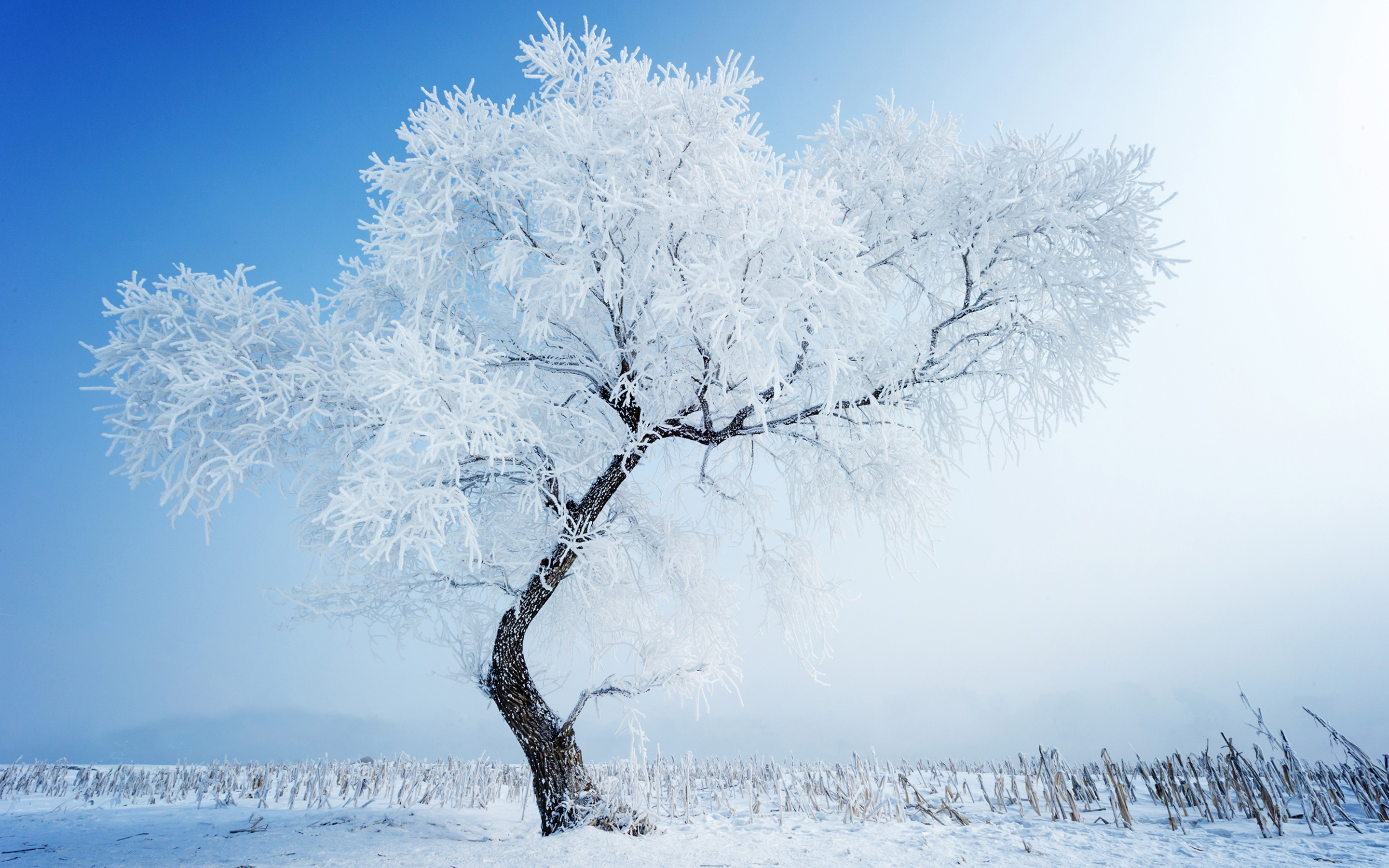 Free download wallpaper Winter, Trees, Snow, Tree, Earth on your PC desktop