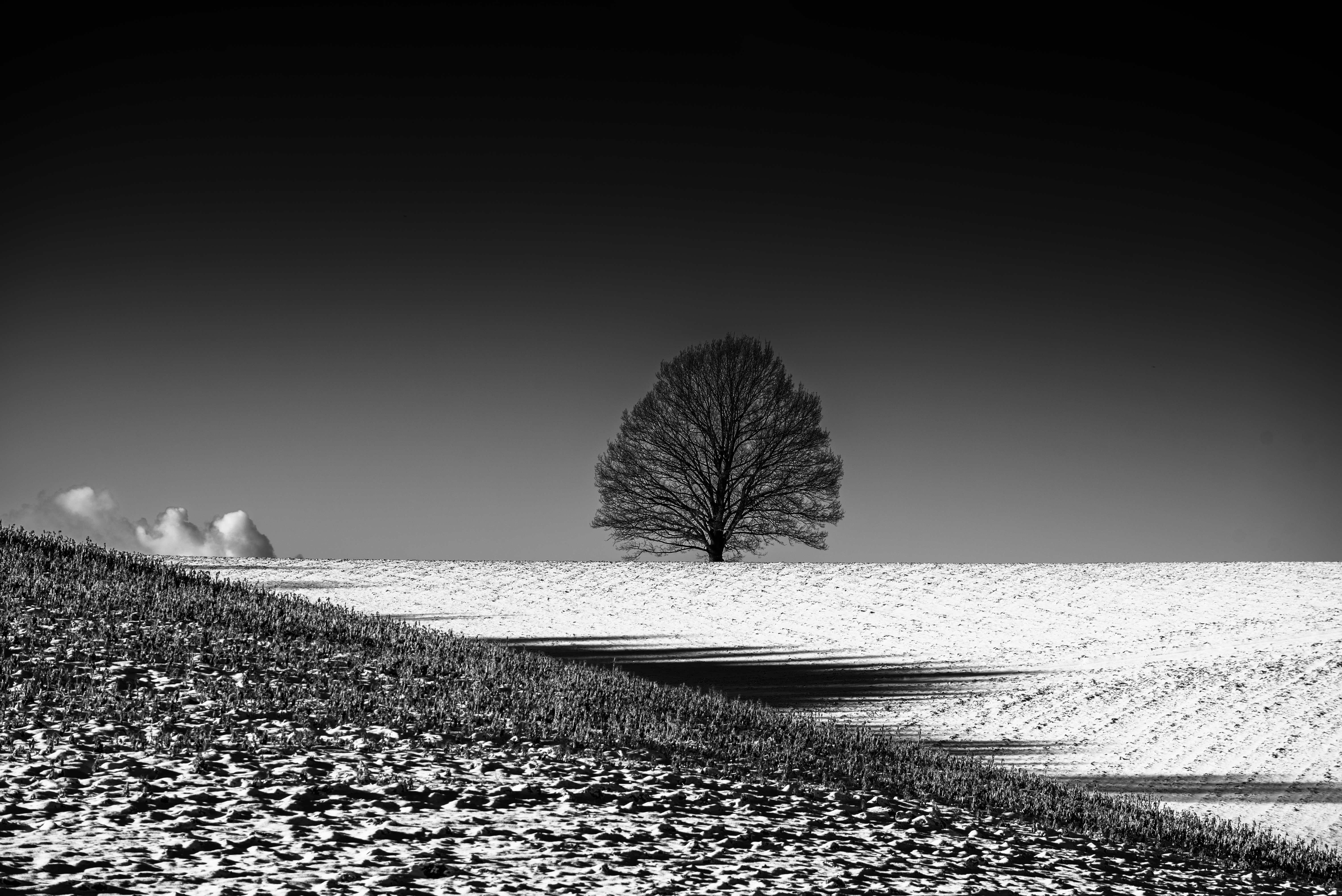 Download mobile wallpaper Nature, Tree, Earth, Field, Black & White, Lonely Tree for free.