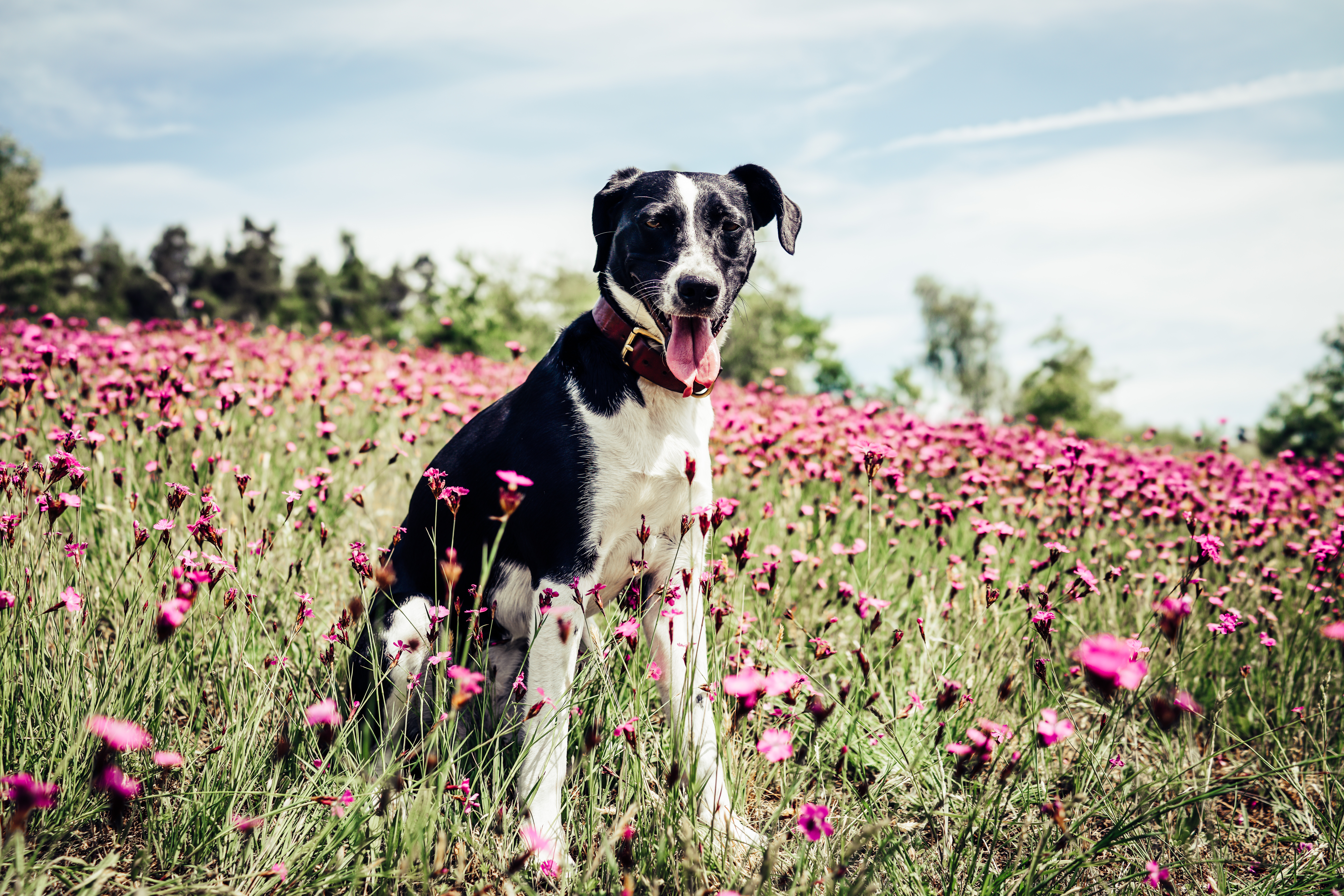 Handy-Wallpaper Hund, Französischer Weißer Und Schwarzer Hund, Französischer Weiß Schwarzer Hund, Tiere, Feld, Blumen kostenlos herunterladen.