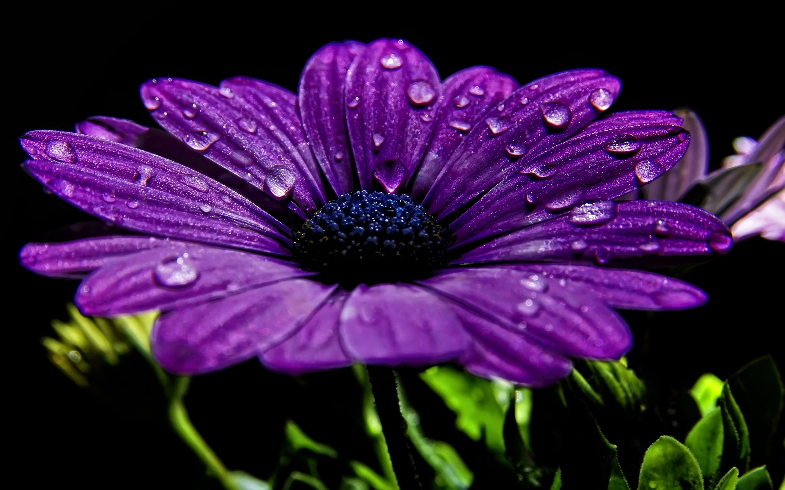 dew, night, drops, flowers, flower, close up