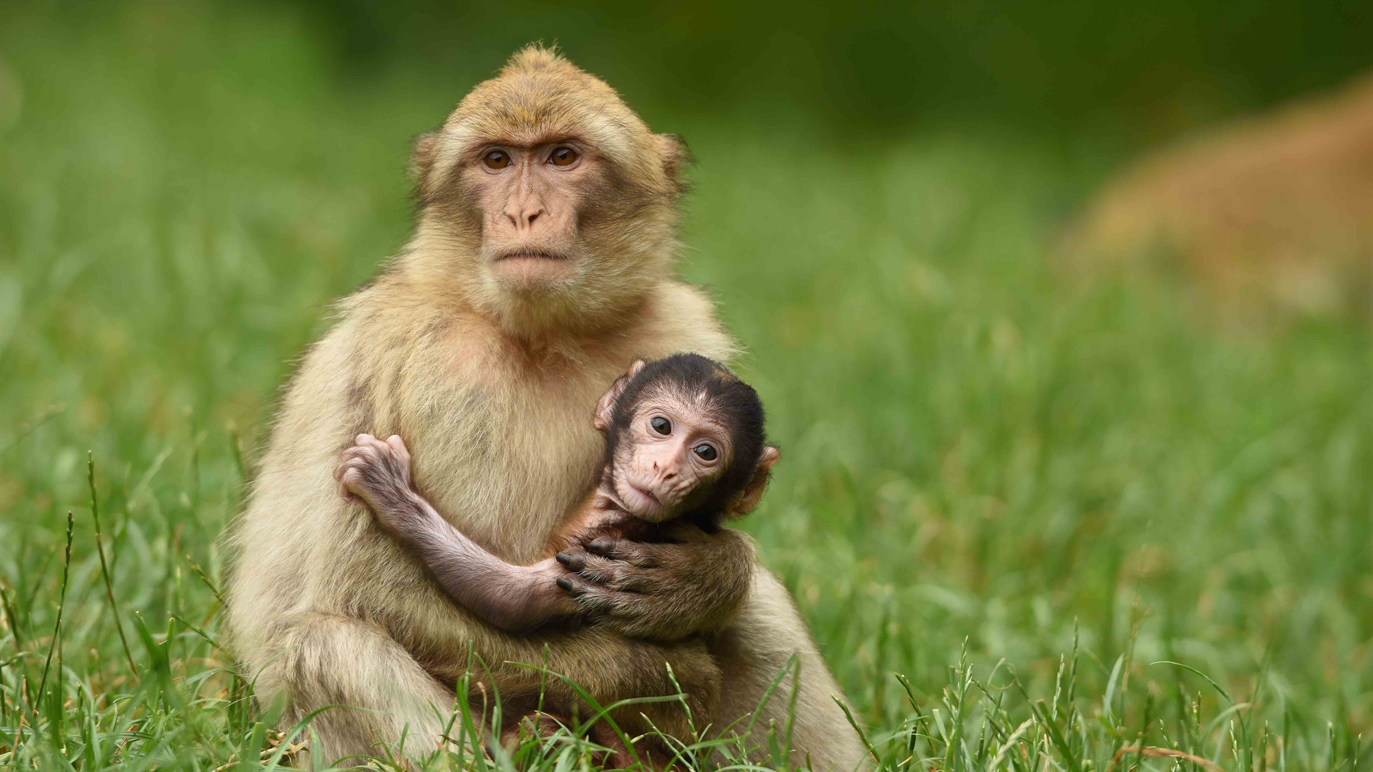 Скачати мобільні шпалери Мавпи, Мавпа, Тварина, Дитинча Тварини безкоштовно.
