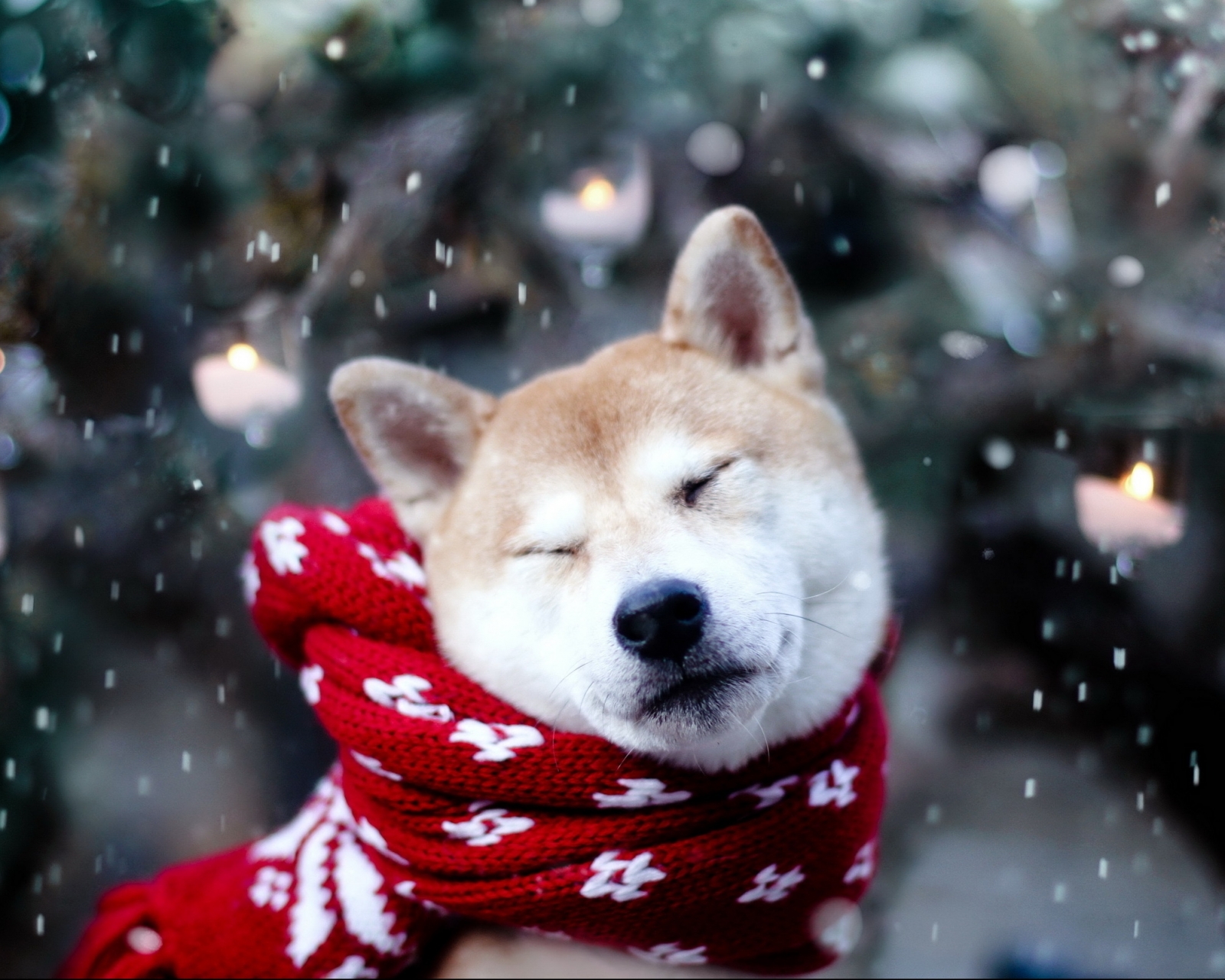 Download mobile wallpaper Winter, Dogs, Dog, Animal, Cute for free.