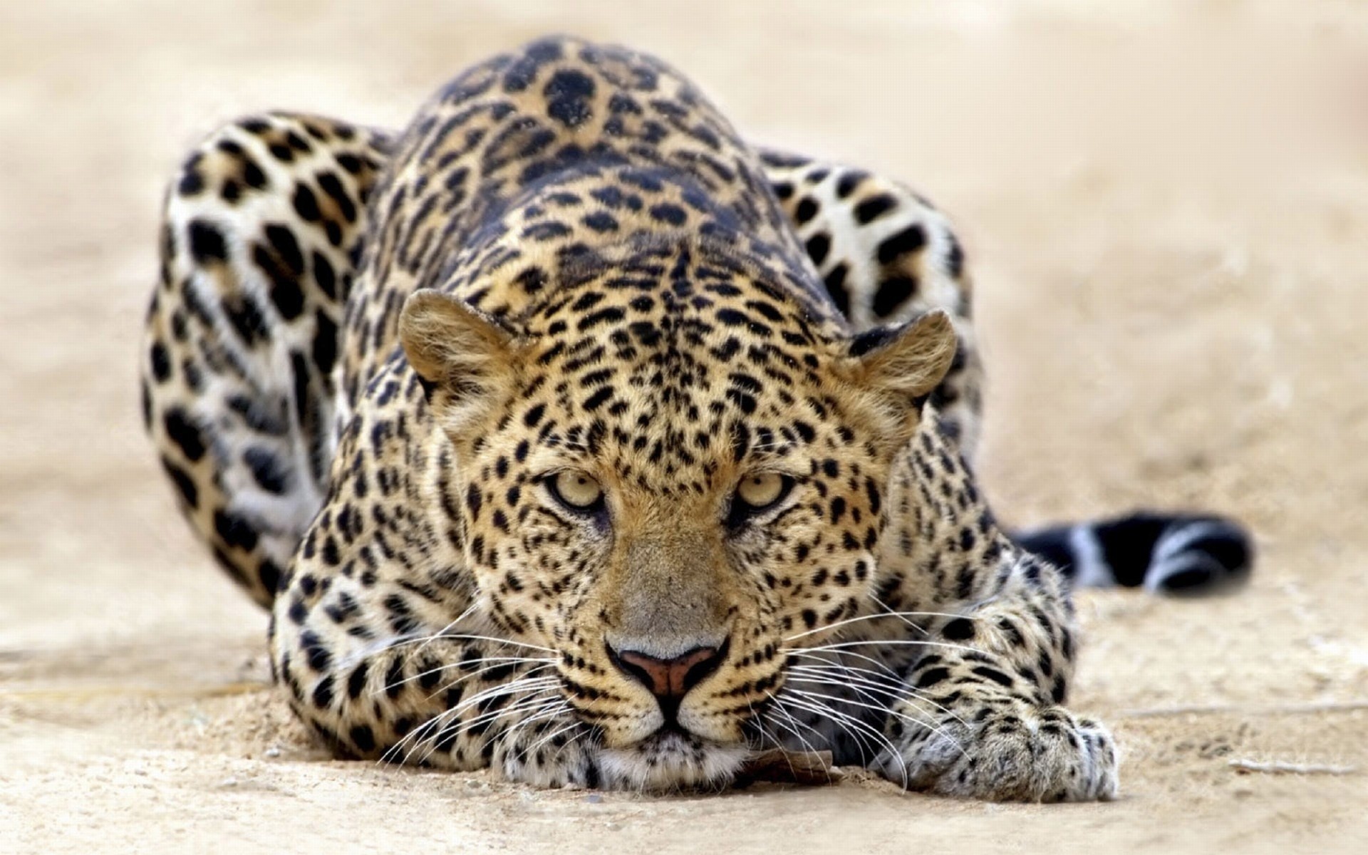 Free download wallpaper Leopard, Animal on your PC desktop