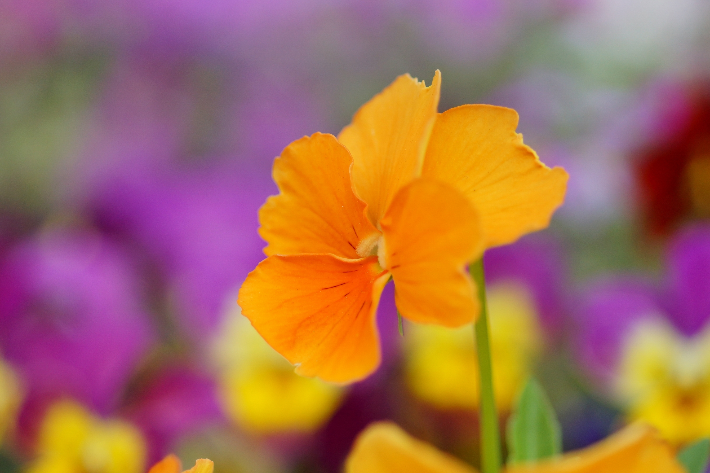 Téléchargez gratuitement l'image Fleurs, Fleur, Terre/nature sur le bureau de votre PC