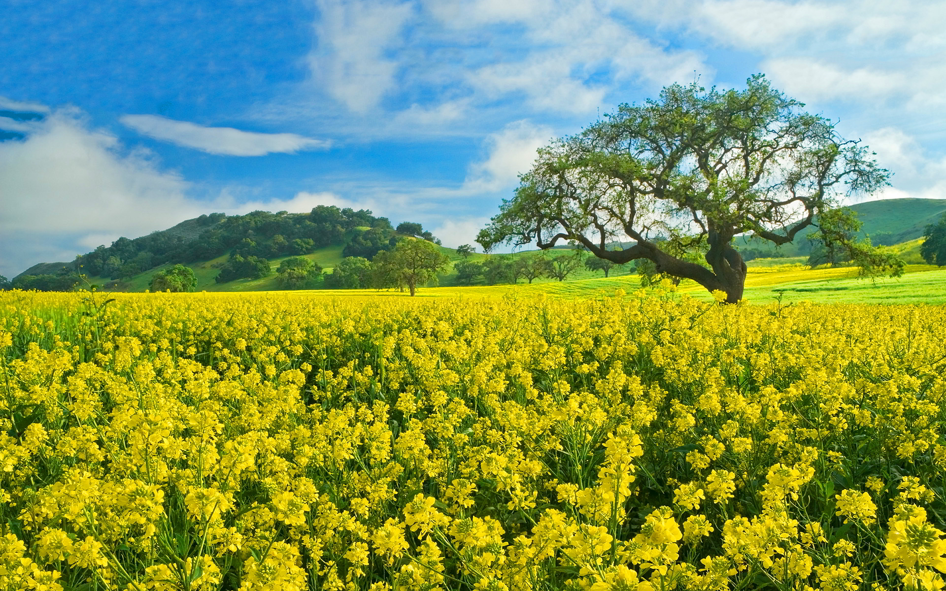 earth, rapeseed, cloud, field, hill, landscape, scenic, sky, tree, yellow flower