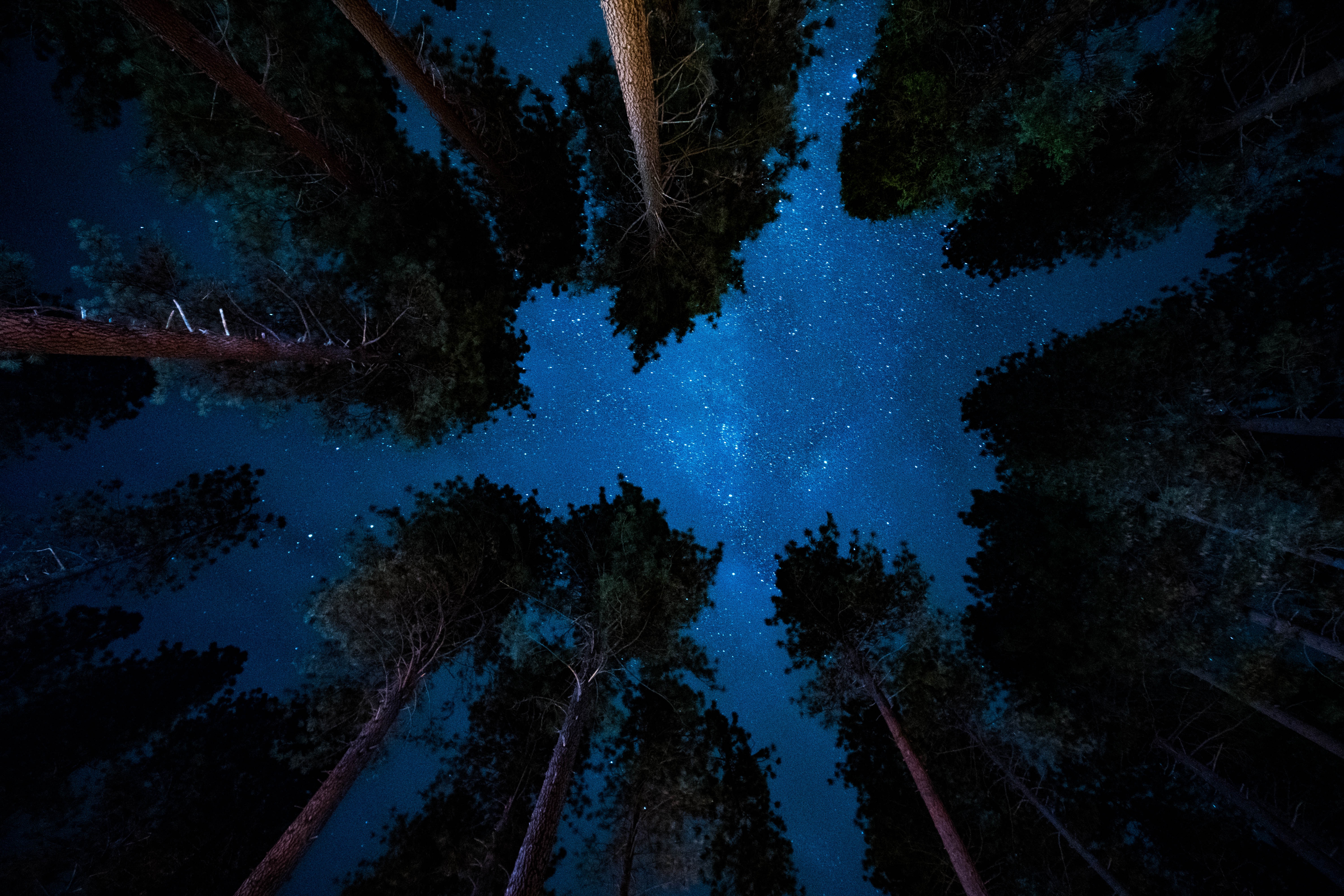 72307 скачать картинку звезды, ночь, природа, деревья, звездное небо - обои и заставки бесплатно