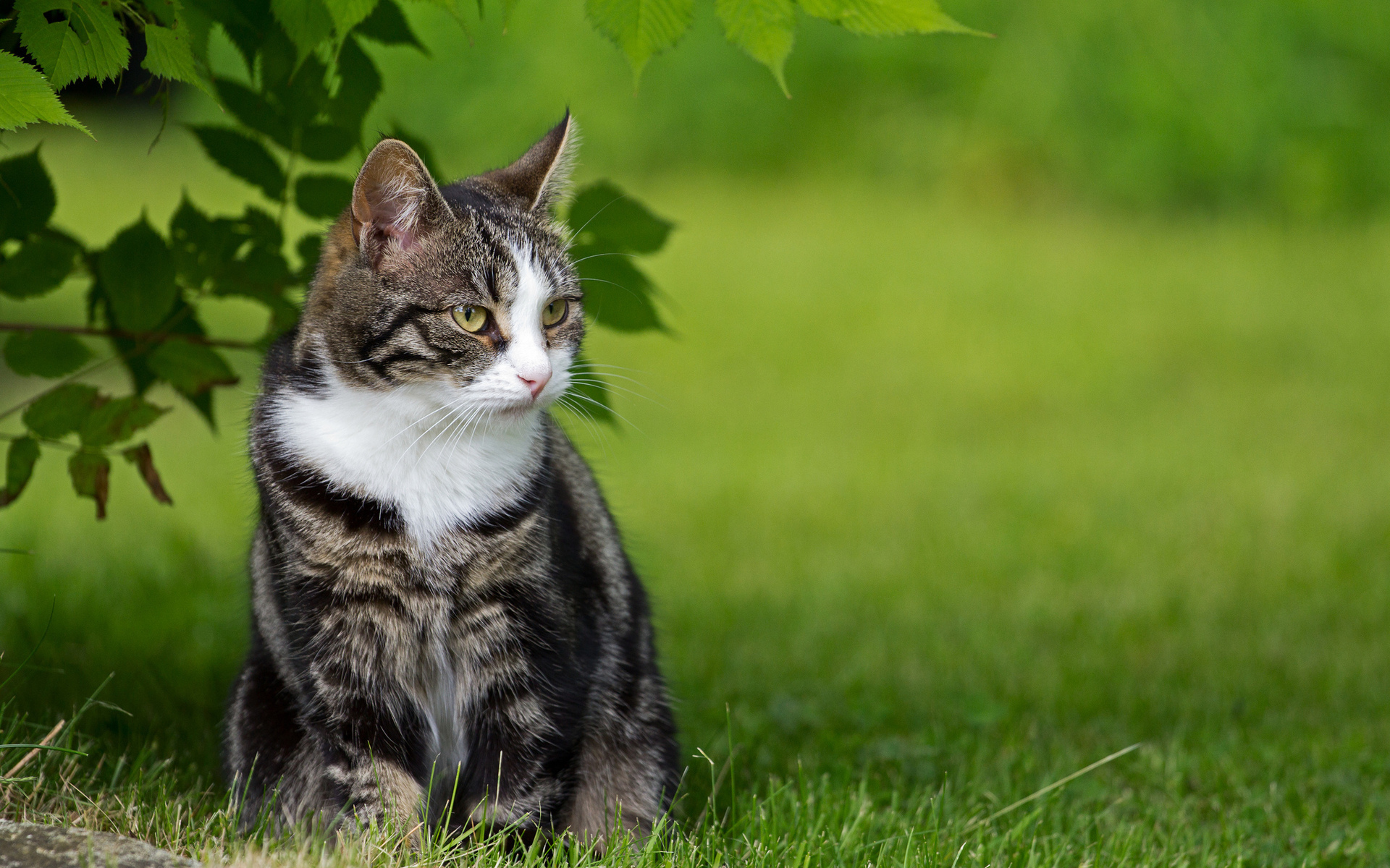 PCデスクトップに動物, ネコ, 猫画像を無料でダウンロード