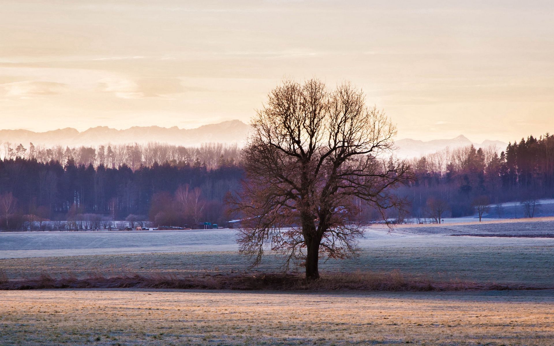 Free download wallpaper Winter, Nature, Grass, Sky, Tree, Frost, Wood on your PC desktop