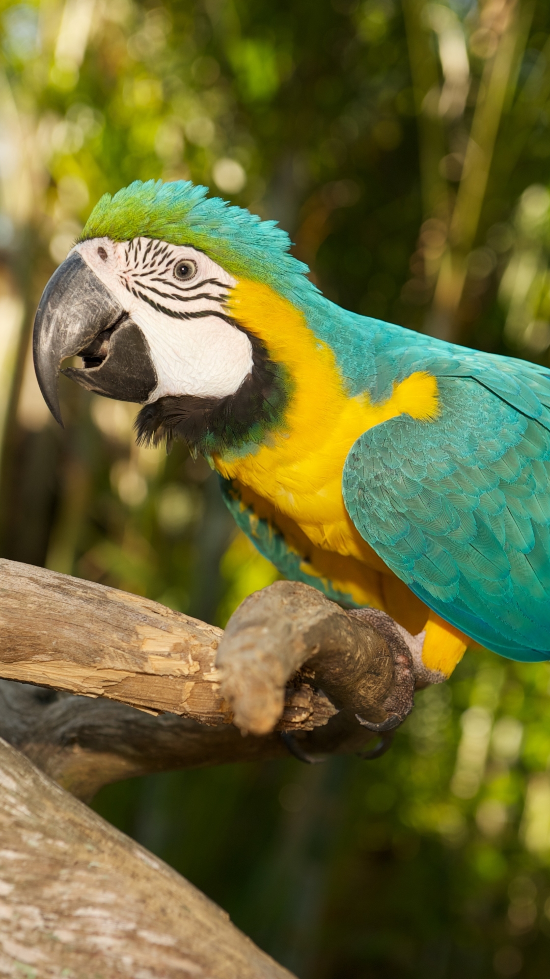 Download mobile wallpaper Birds, Bird, Animal, Bokeh, Parrot, Blue And Yellow Macaw for free.