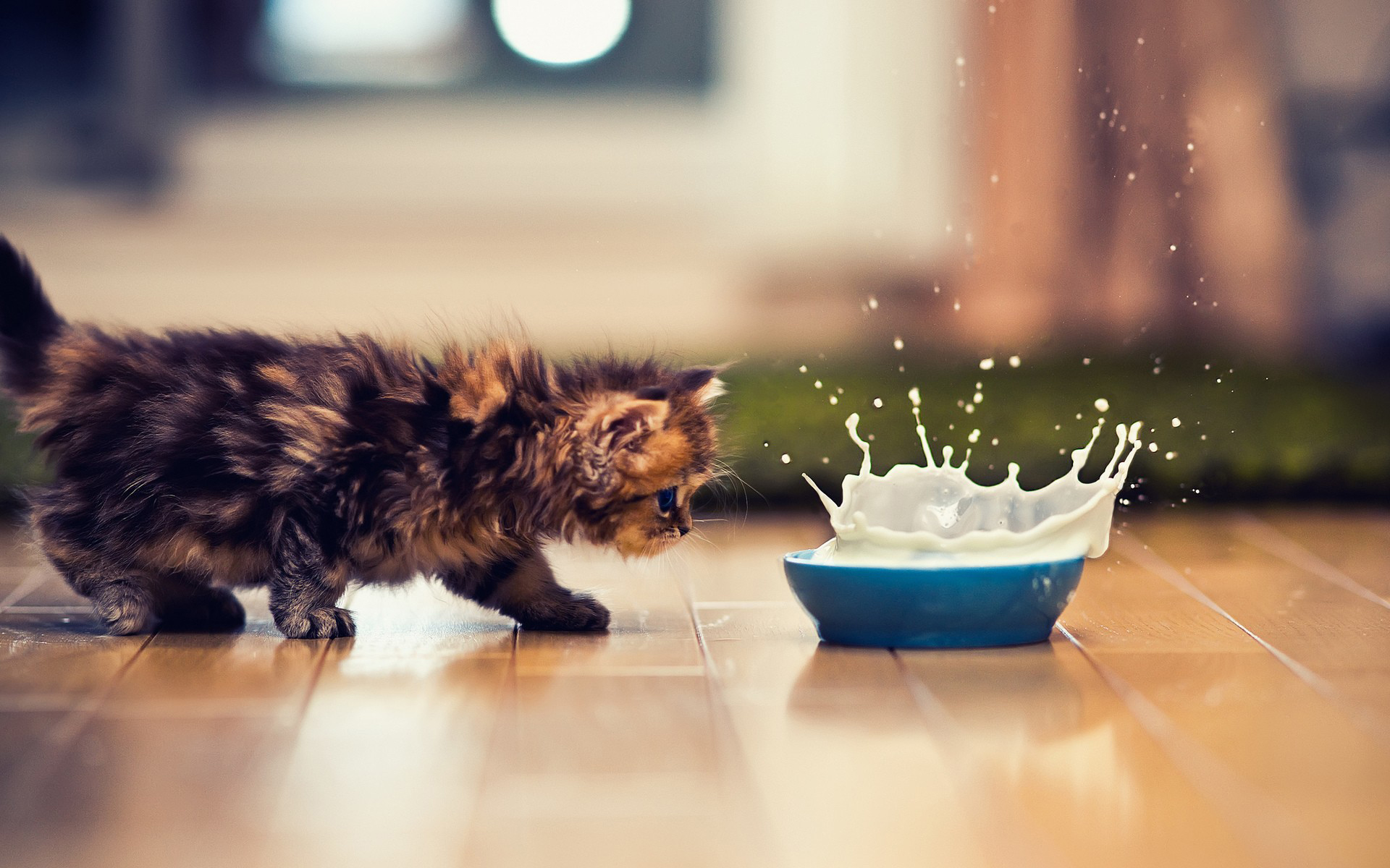 Baixar papel de parede para celular de Animais, Gato gratuito.