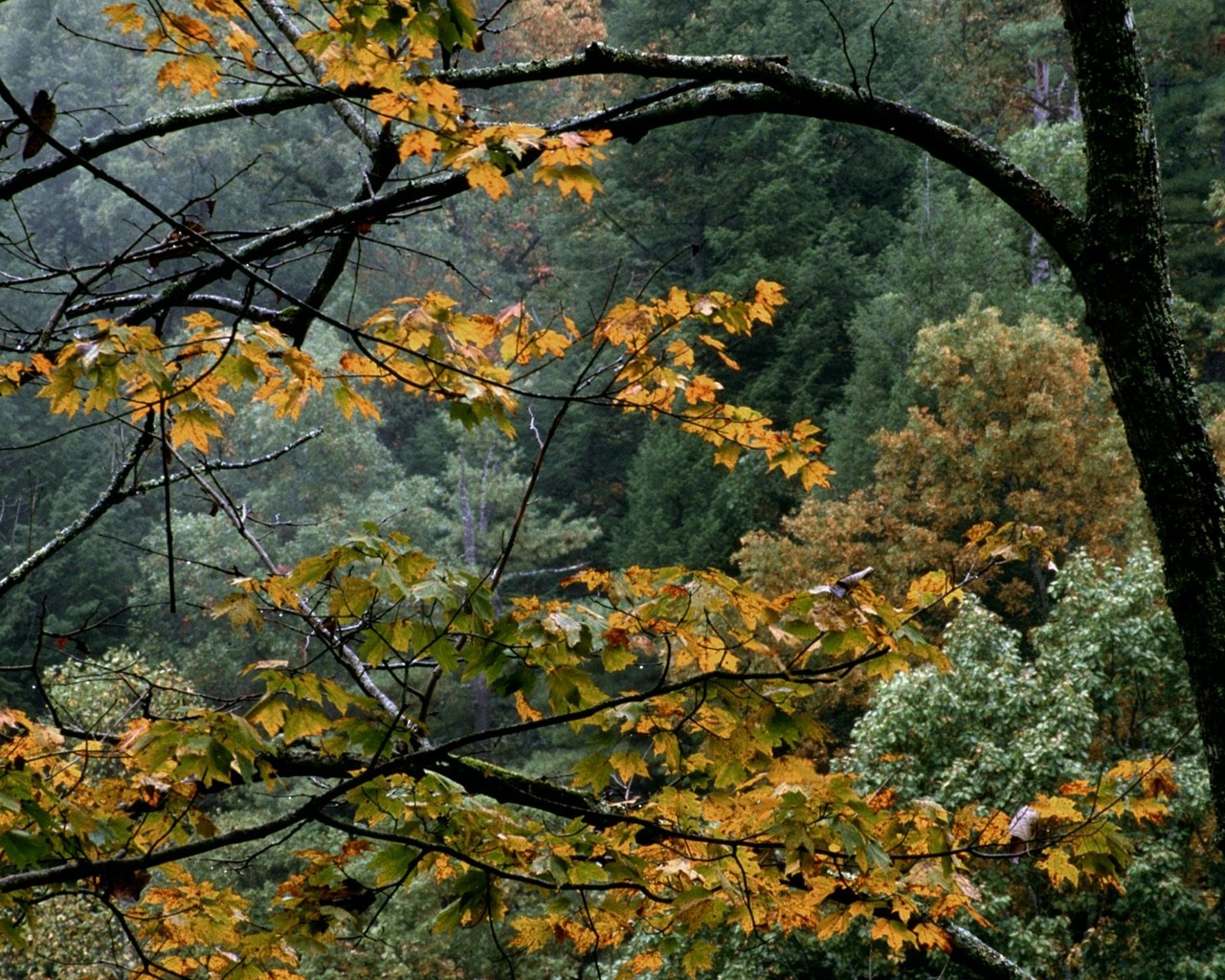 Handy-Wallpaper Blatt, Erde/natur kostenlos herunterladen.